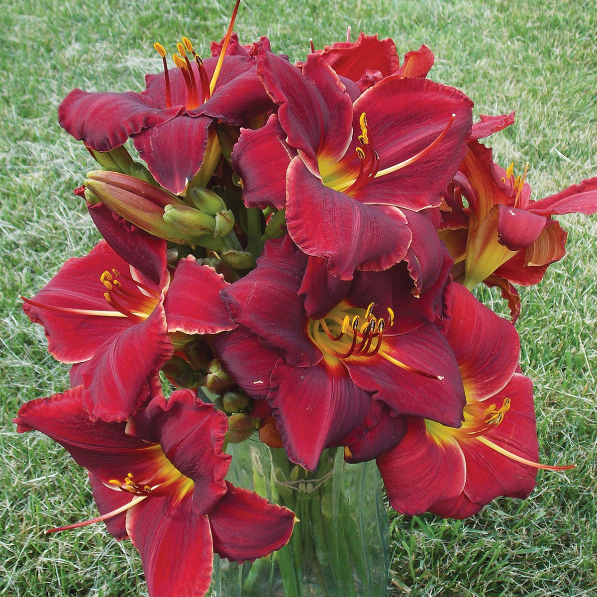 Daylily, Ravishing Red Mix, Set of 3