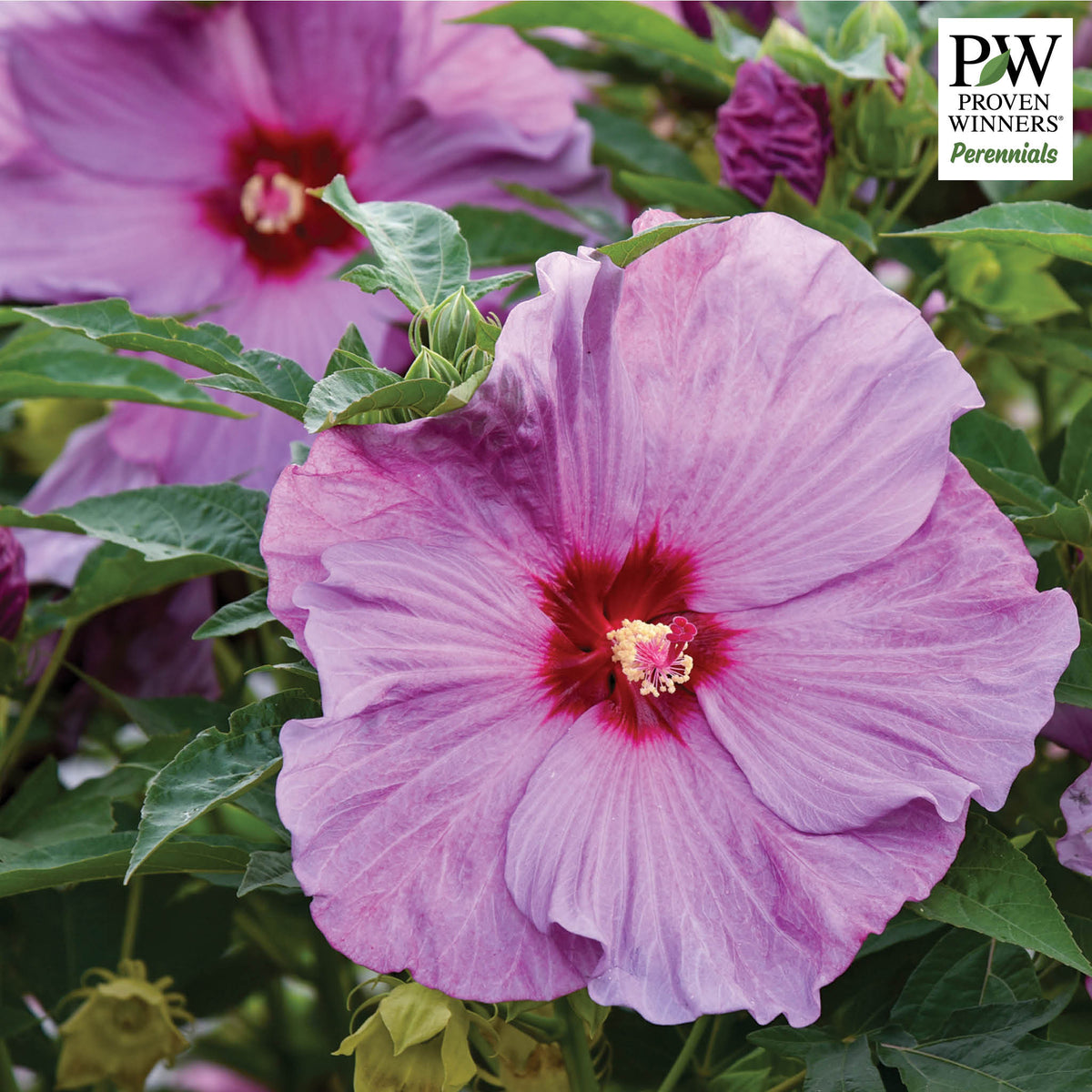 Hibiscus, Summerific® Lilac Crush
