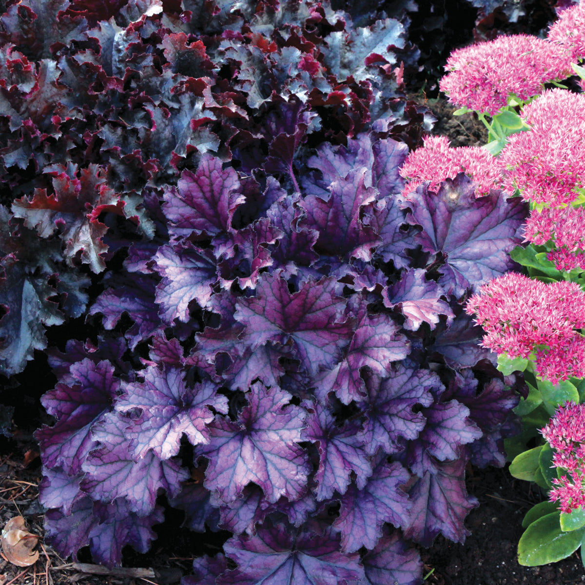 Heuchera, Forever Purple