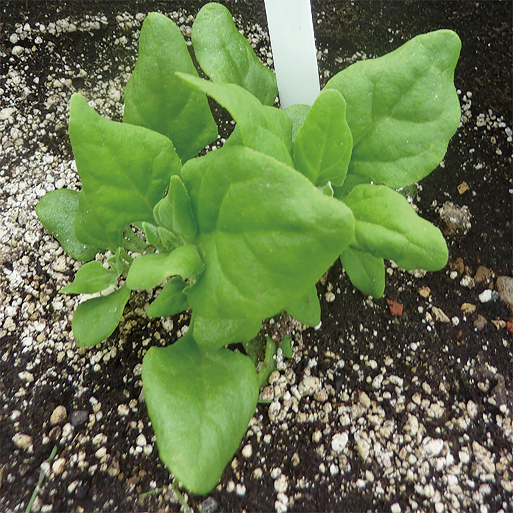 Spinach, New Zealand, Tetragonia