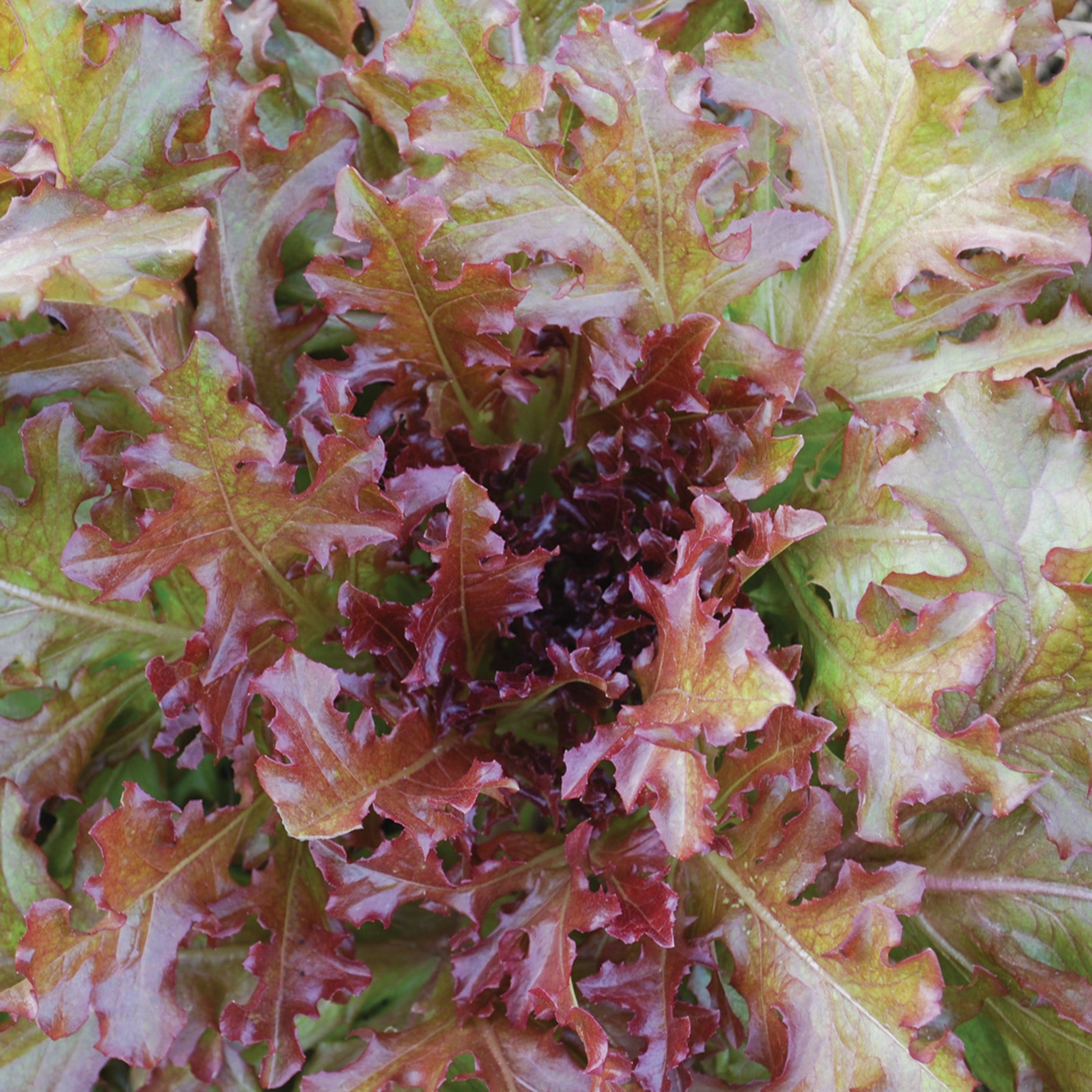 Lettuce, Looseleaf, Red Salad Bowl