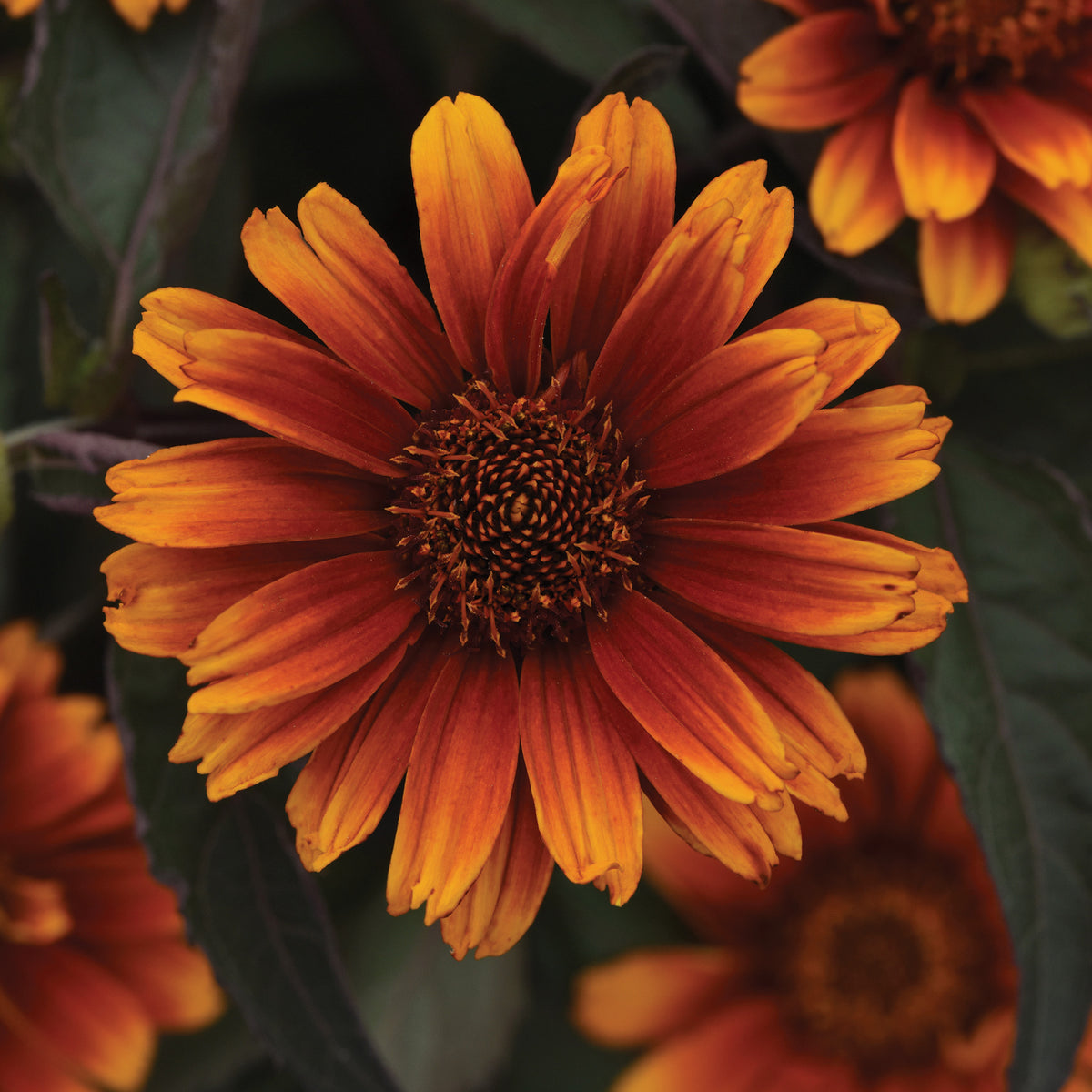 Heliopsis, Summer Eclipse