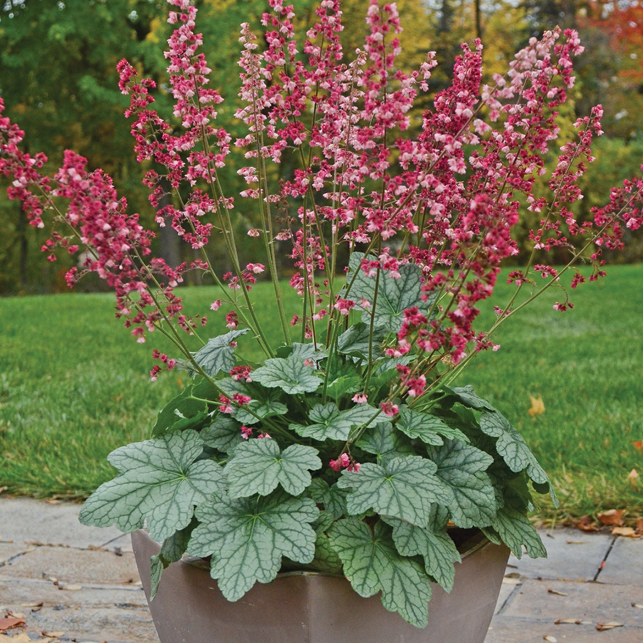 Heuchera, Berry Timeless