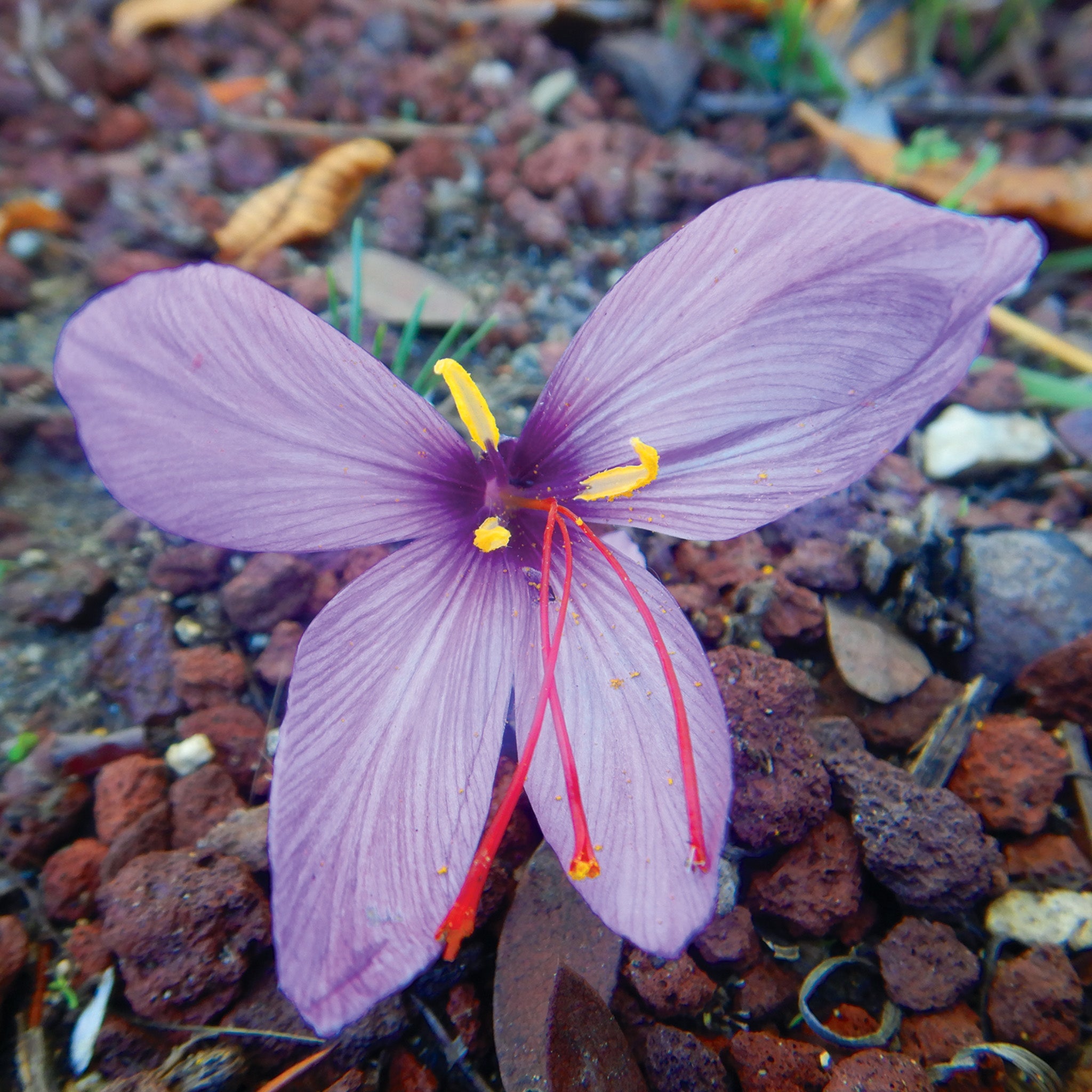 Crocus, Saffron, 25 Pack