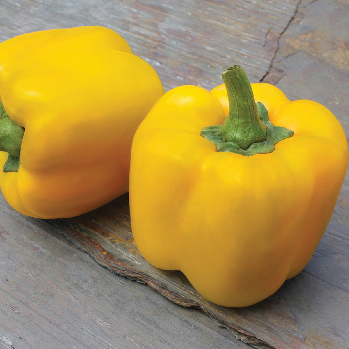 Pepper, Sweet, Early Summer Hybrid