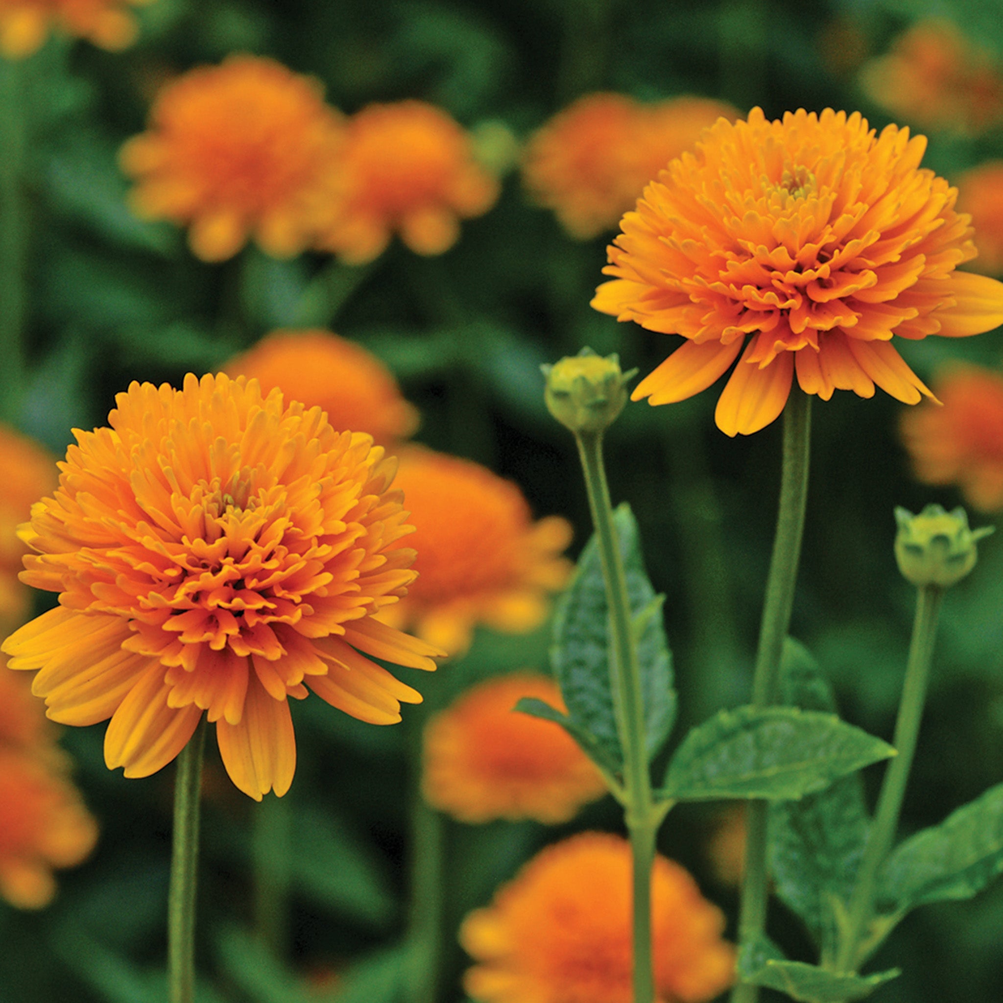 Heliopsis, Asahi