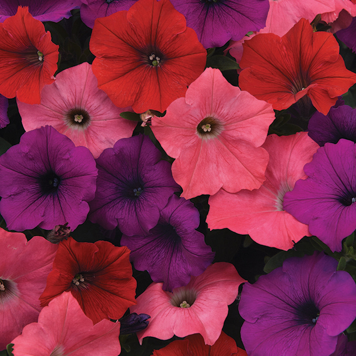 Petunia, Easy Wave® South Beach Mix Hybrid