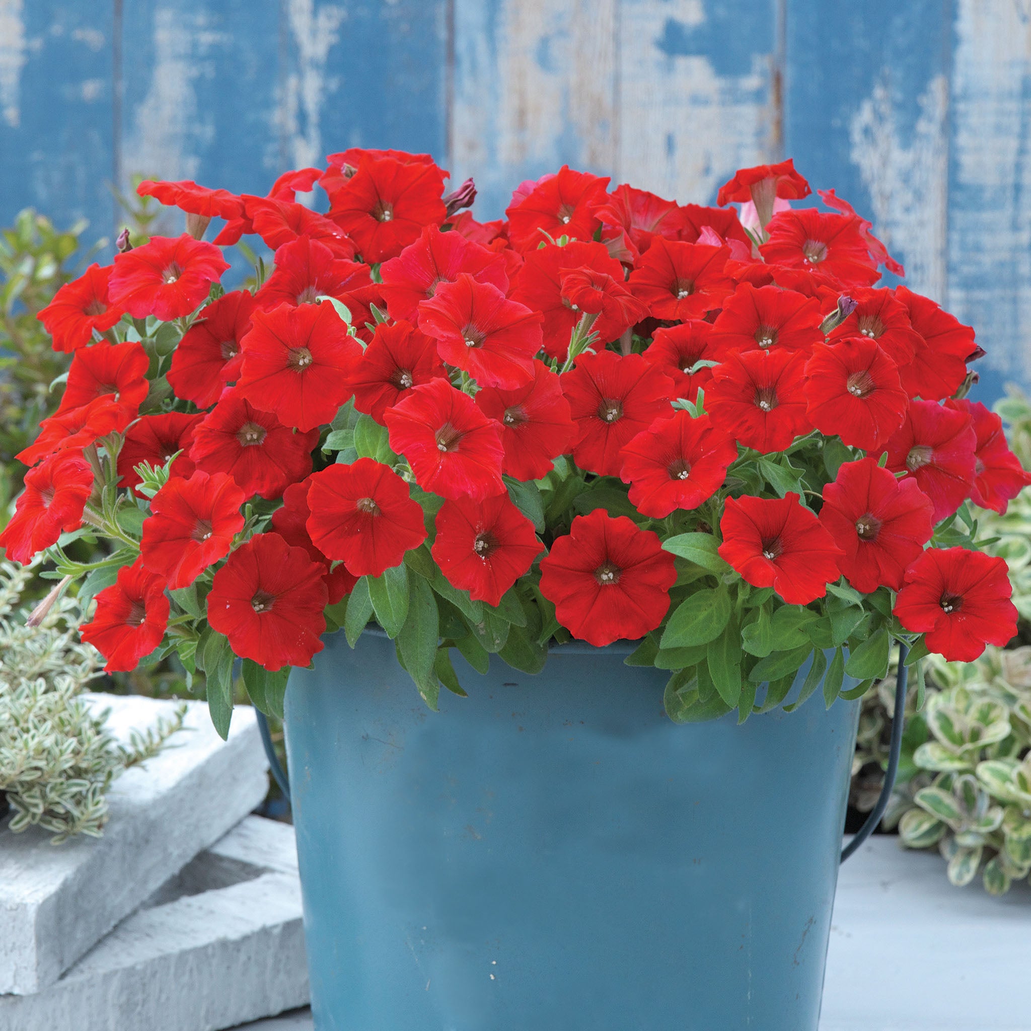 Petunia, Trilogy™ Red Gen 2 Hybrid