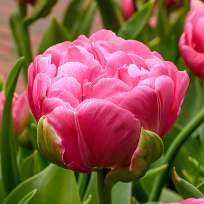 Tulip, Amazing Grace, 10 Pack