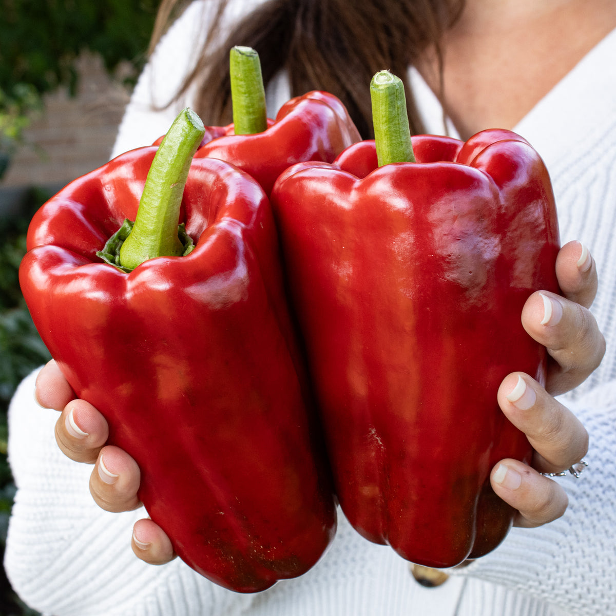 Pepper, Sweet, Red Impact Hybrid