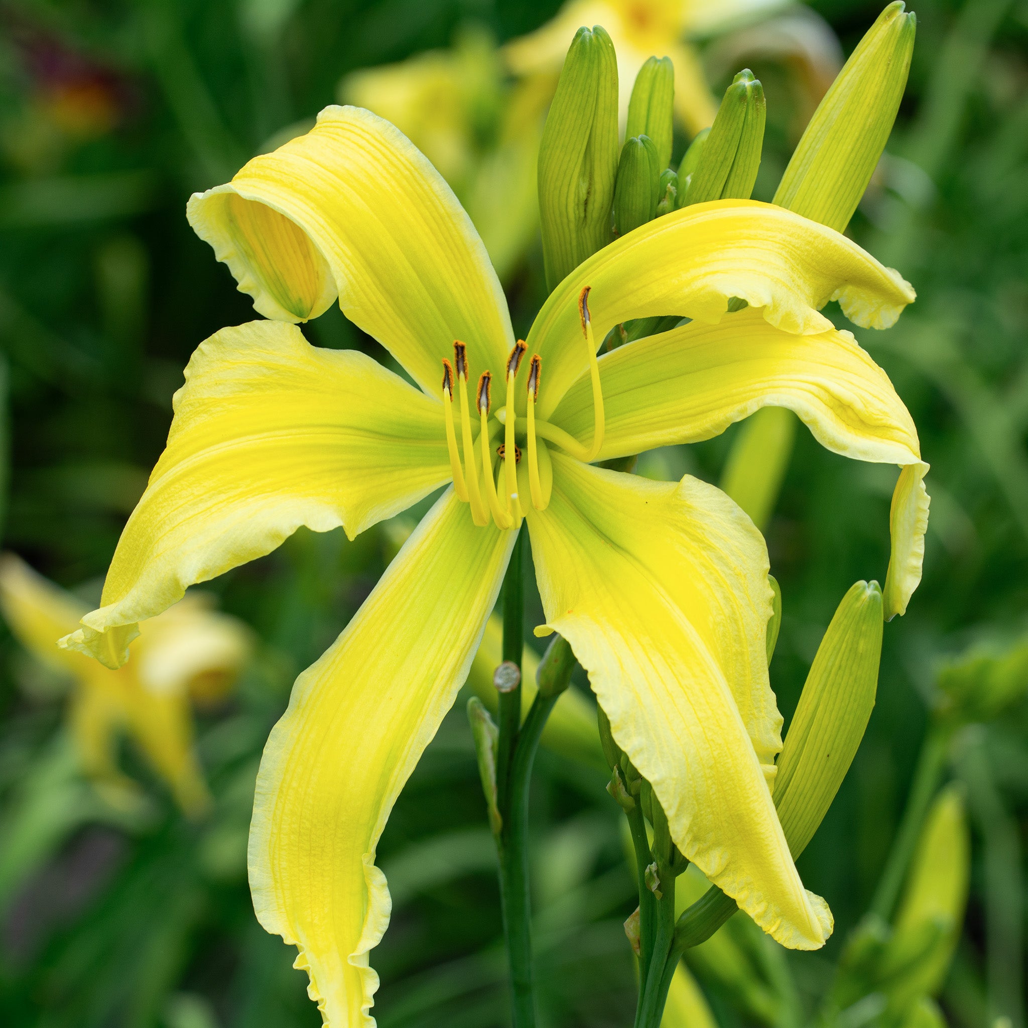 Daylily, Spider Miracle