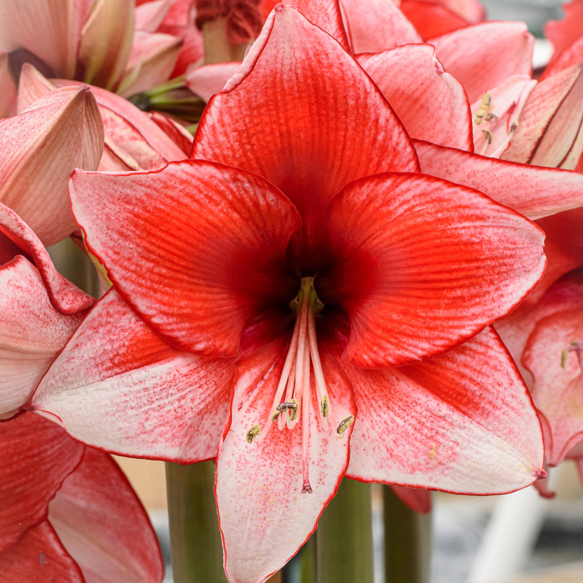 Amaryllis, Charisma