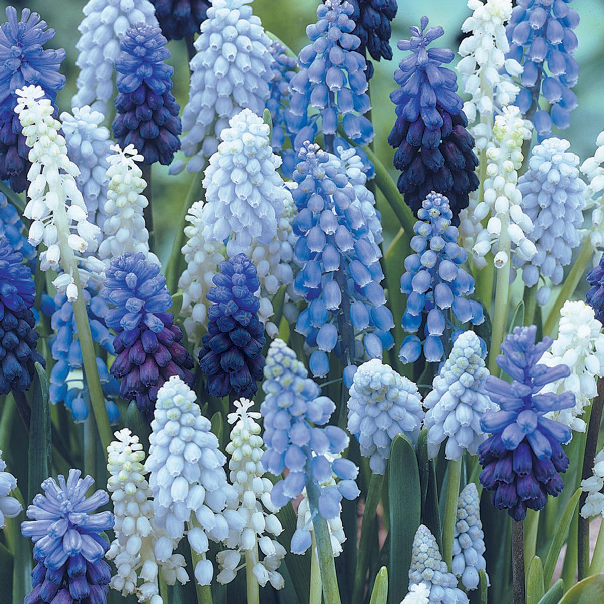 Grape Hyacinth, Delft Blue Mix, 25 Pack