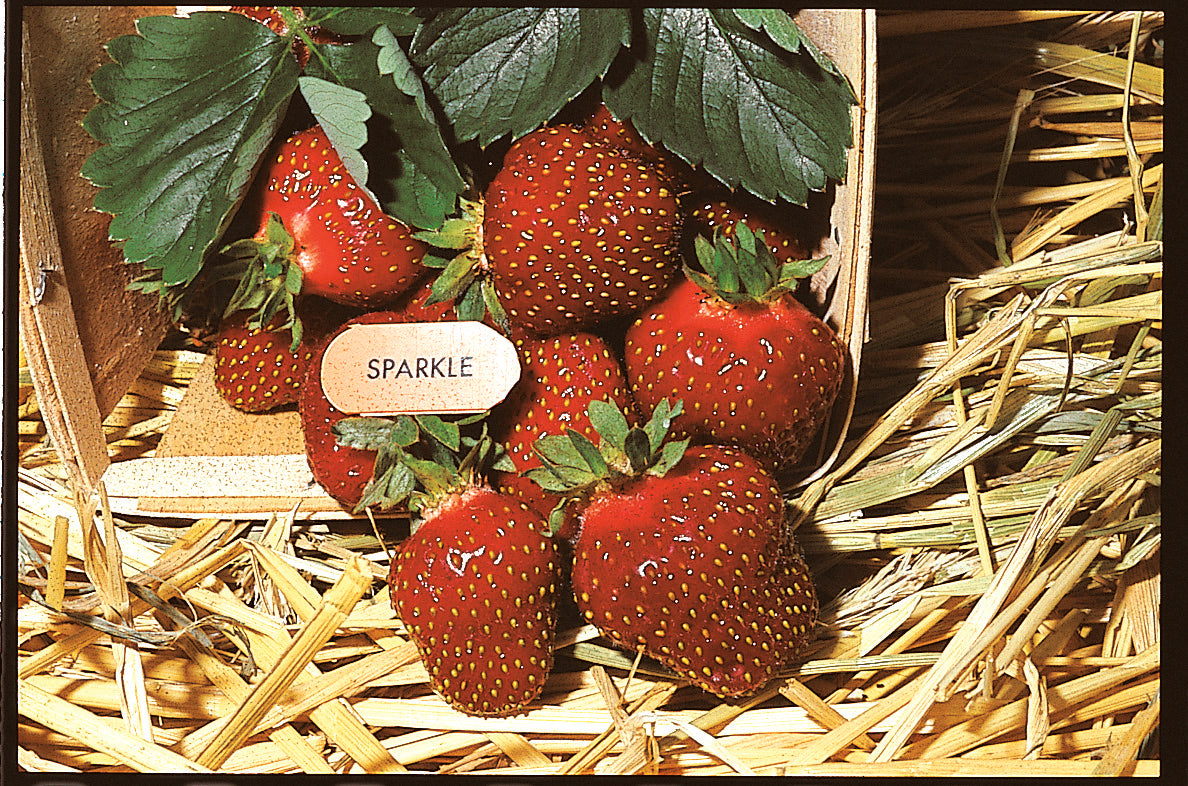 Strawberry, June Bearing, Sparkle, 25 Plants
