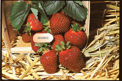 Strawberry, June Bearing, Sparkle, 25 Plants