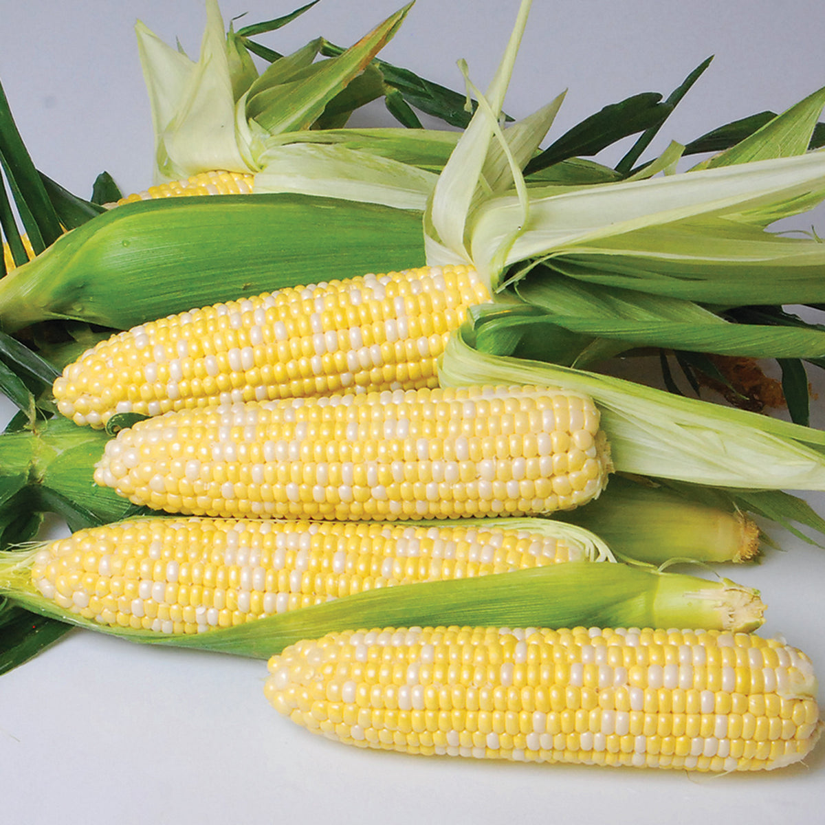 Sweet Corn, Nirvana Bicolor Hybrid, Treated.