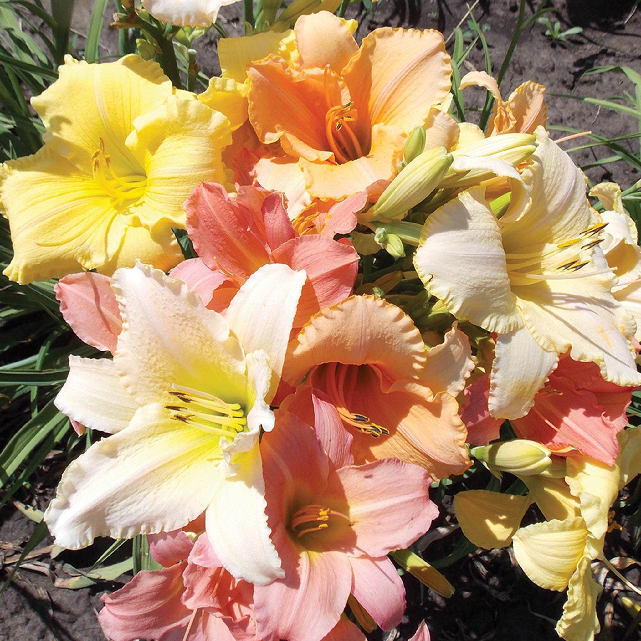 Daylily, Pastel Parfait Mix, Set of 3