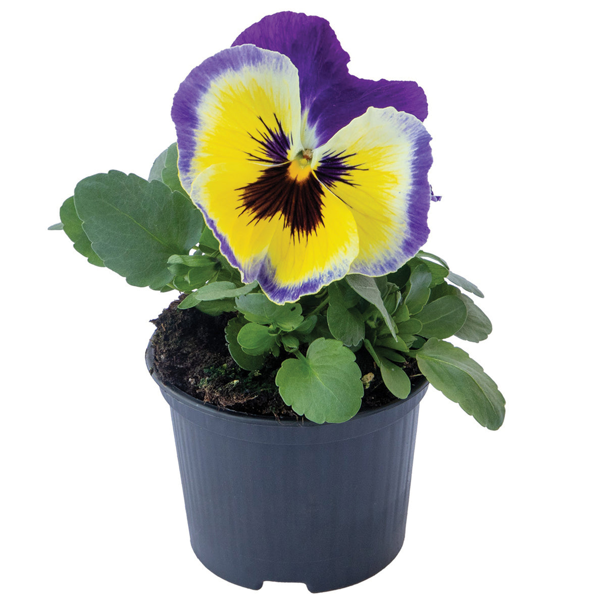 Pansy, Inspire® Plus Blueberry Lemon Hybrid