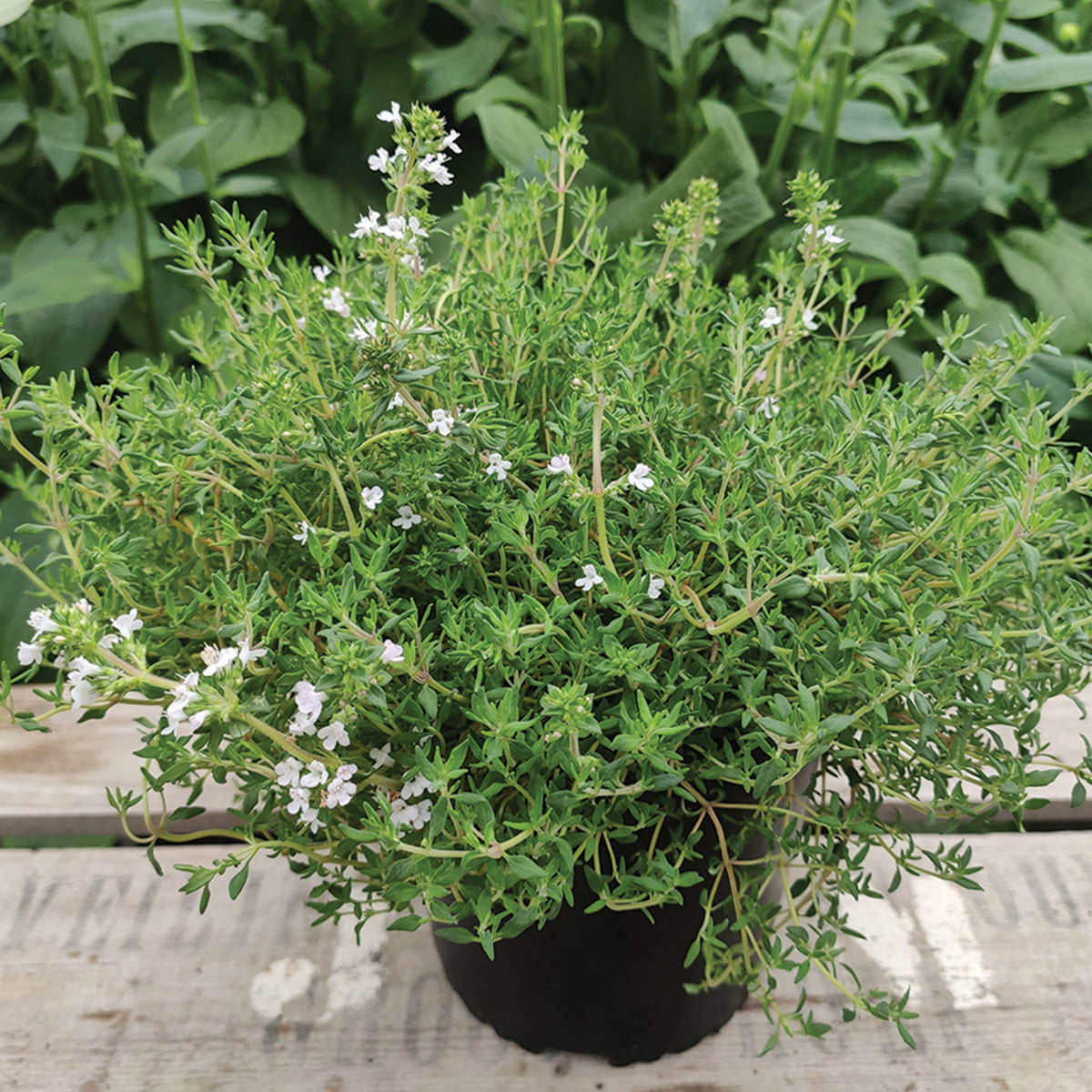 Thyme, Orangelo