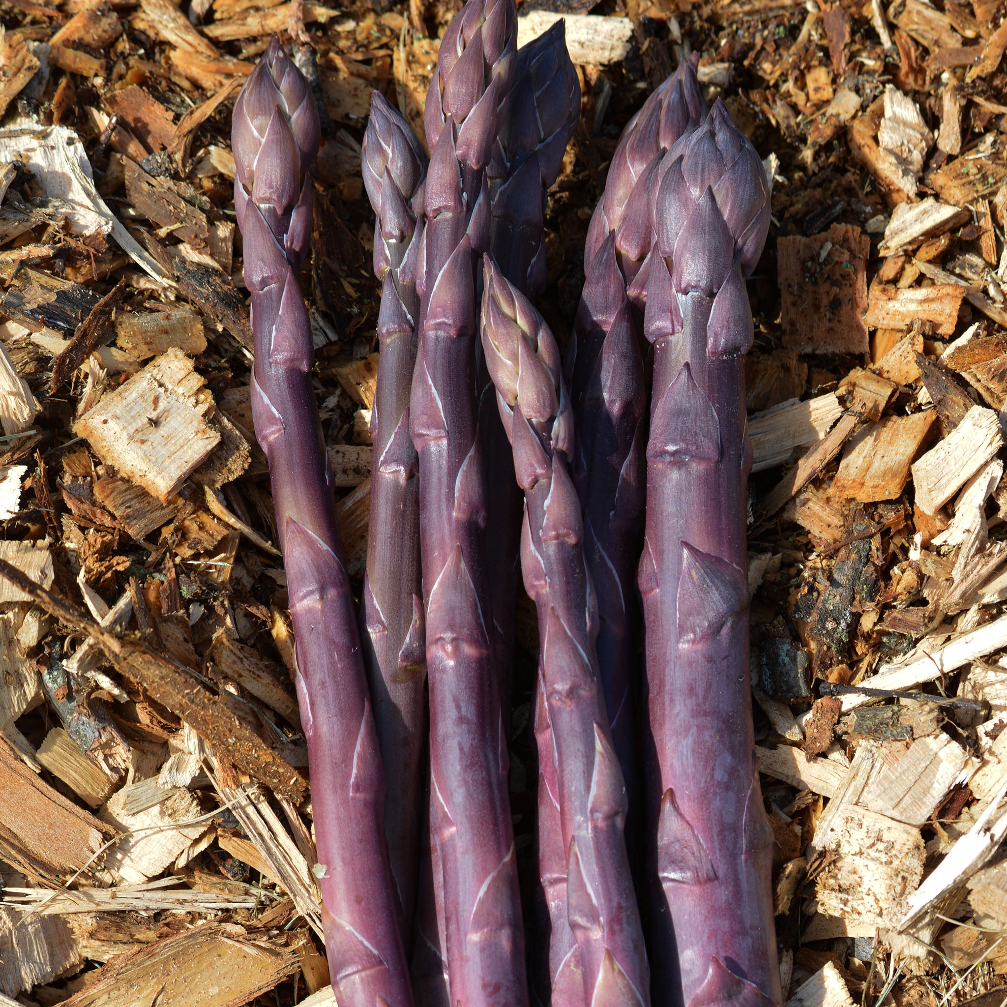 Asparagus, Sweet Purple, Pack of 10 Roots