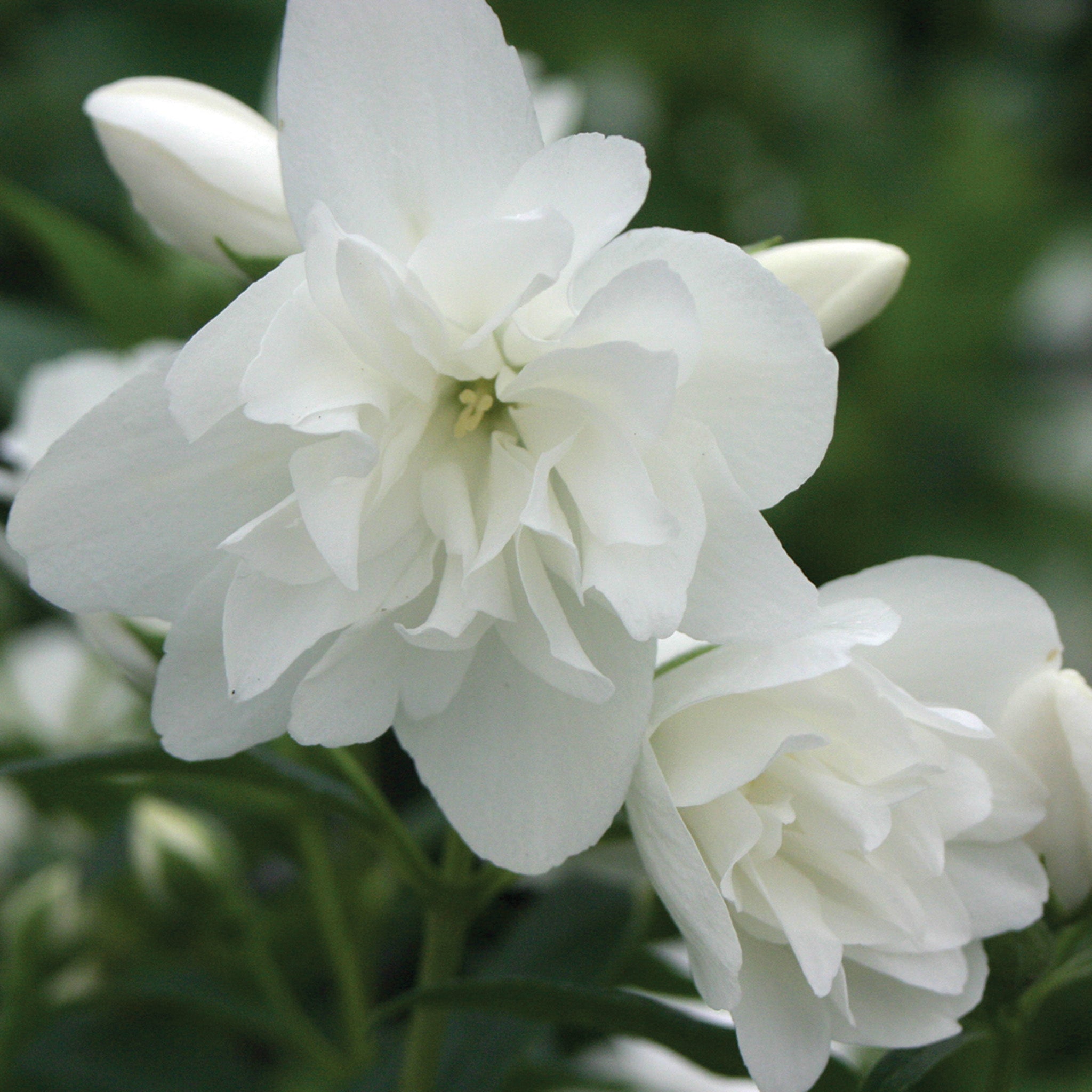 Mock Orange, Snow Dwarf