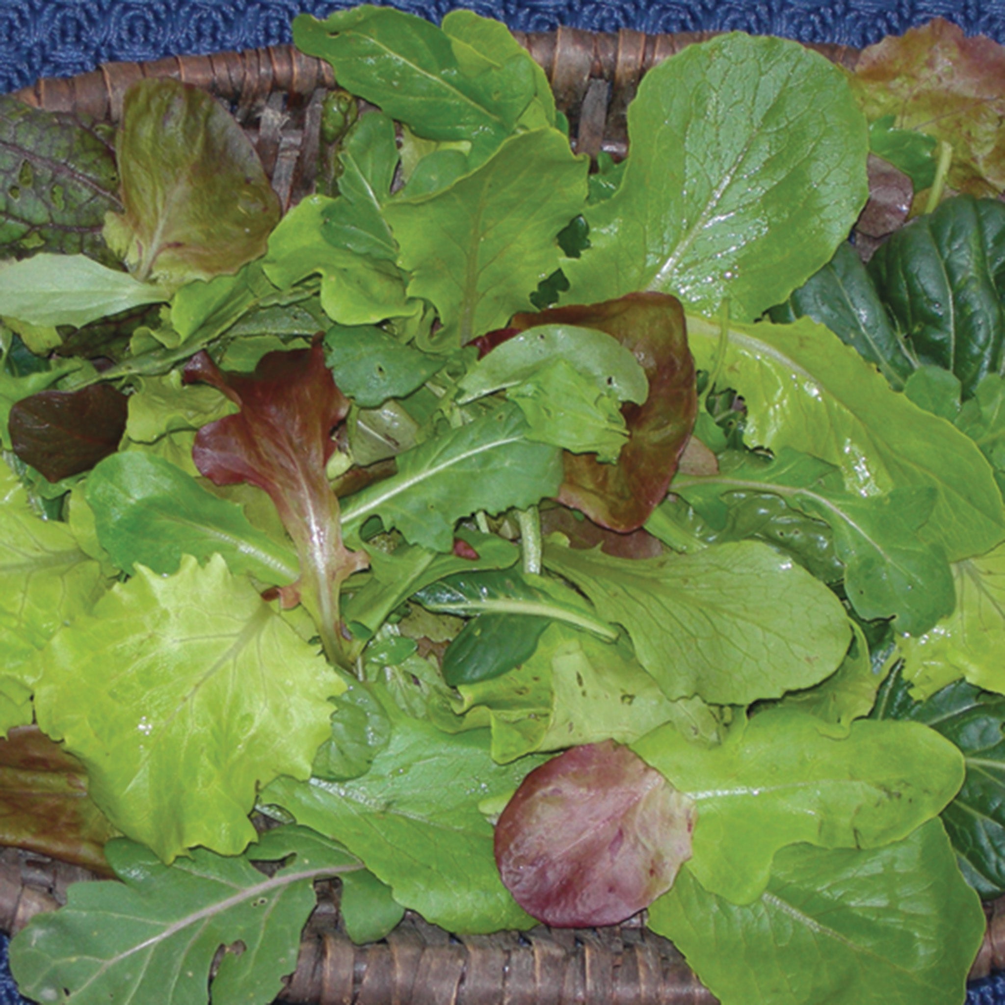 Mesclun, Baby Leaf Zesty Mix
