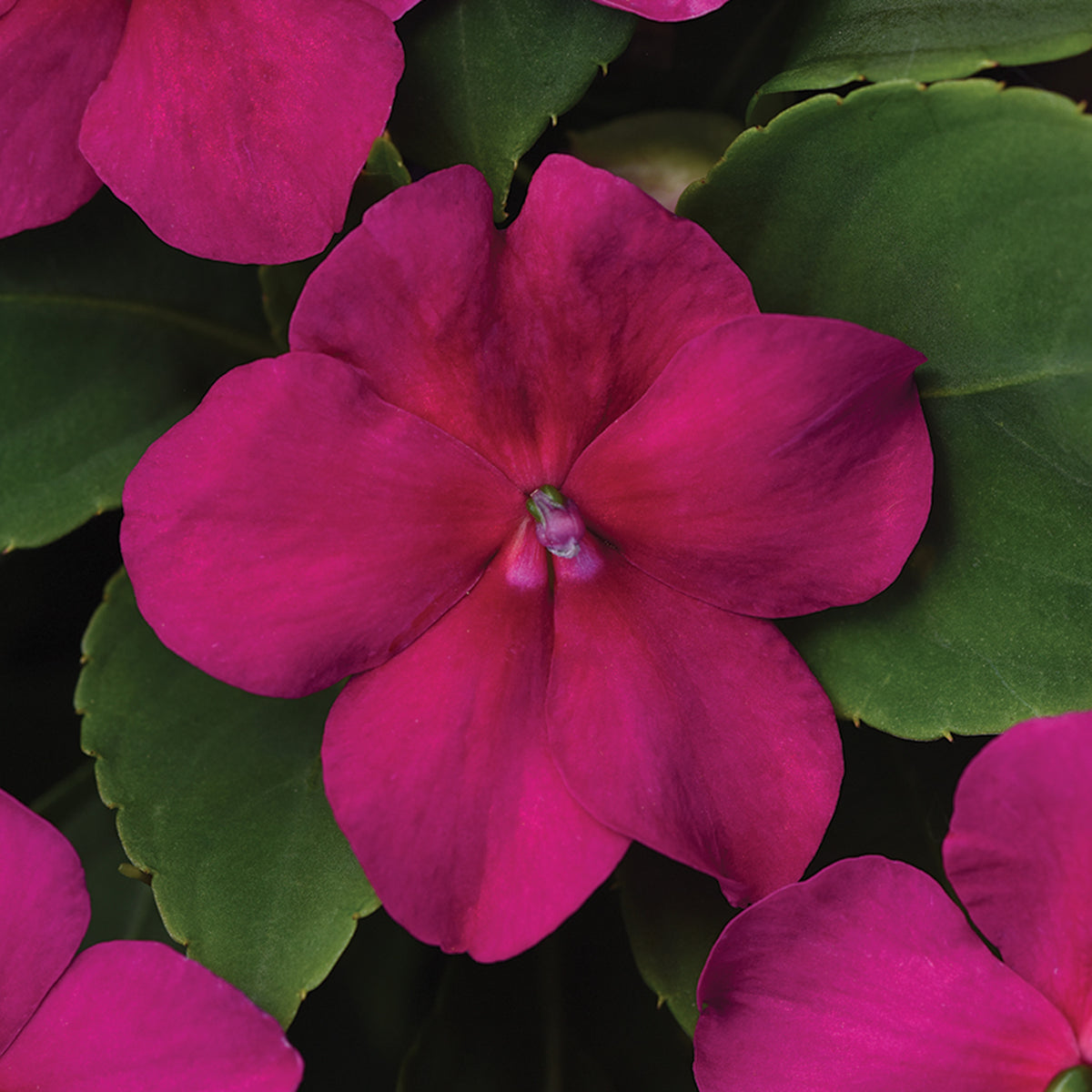 Impatiens, Beacon® Violet Shades Hybrid