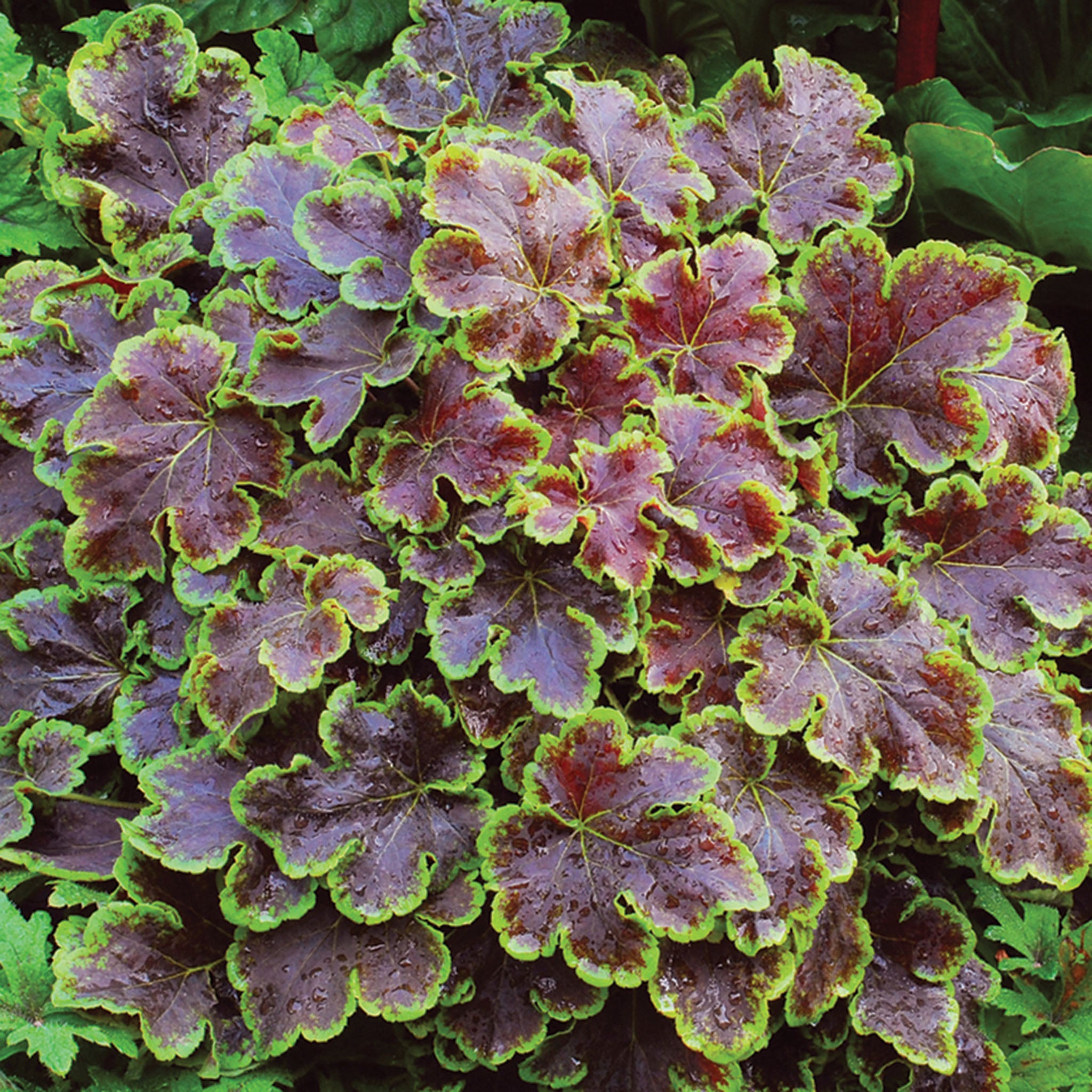 Heucherella, Solar Eclipse