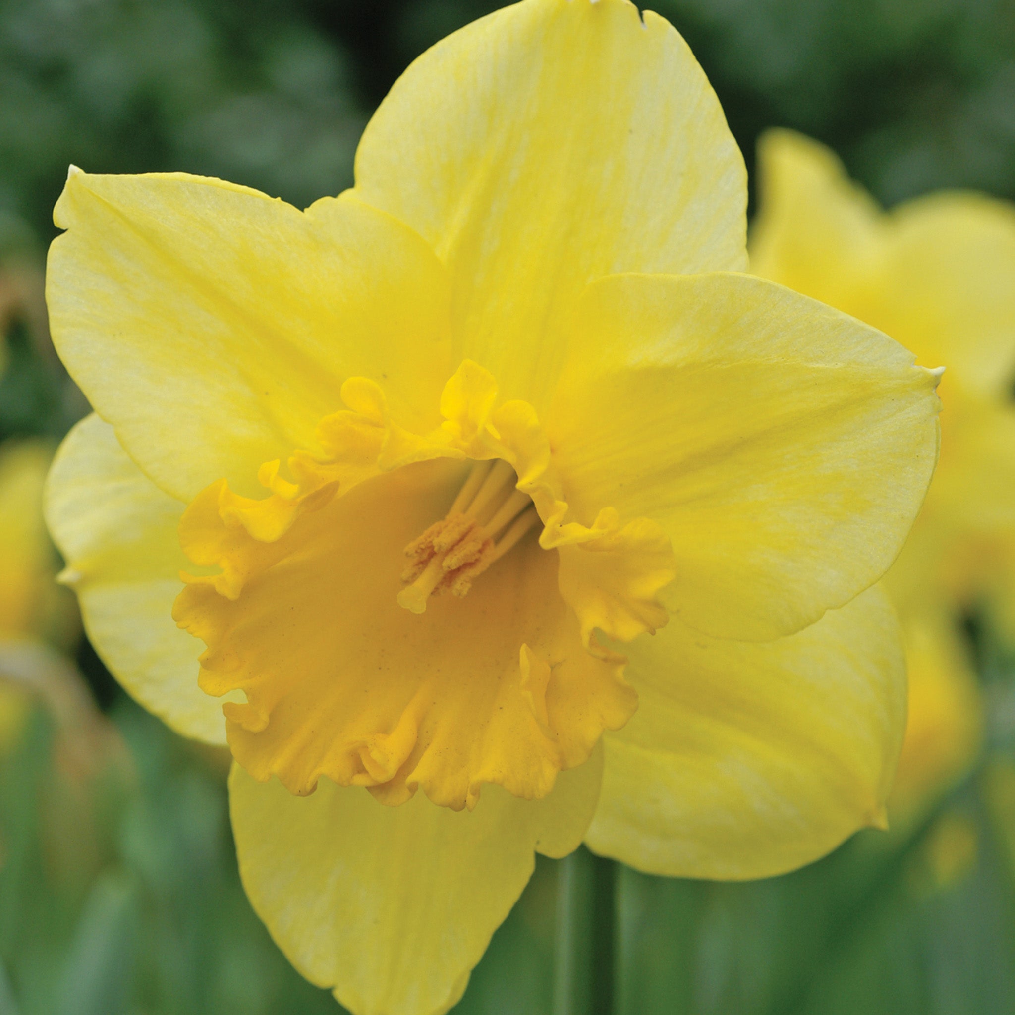 Daffodil, Carlton, 10 Pack