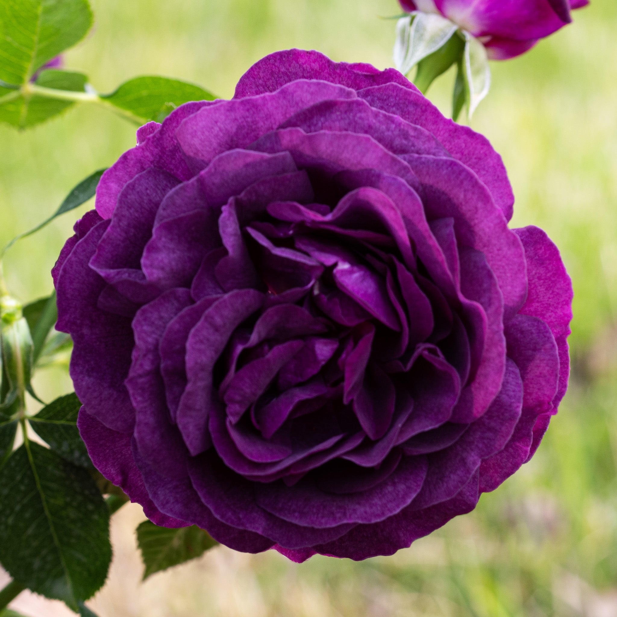 Rose, Floribunda, Ebb Tide®