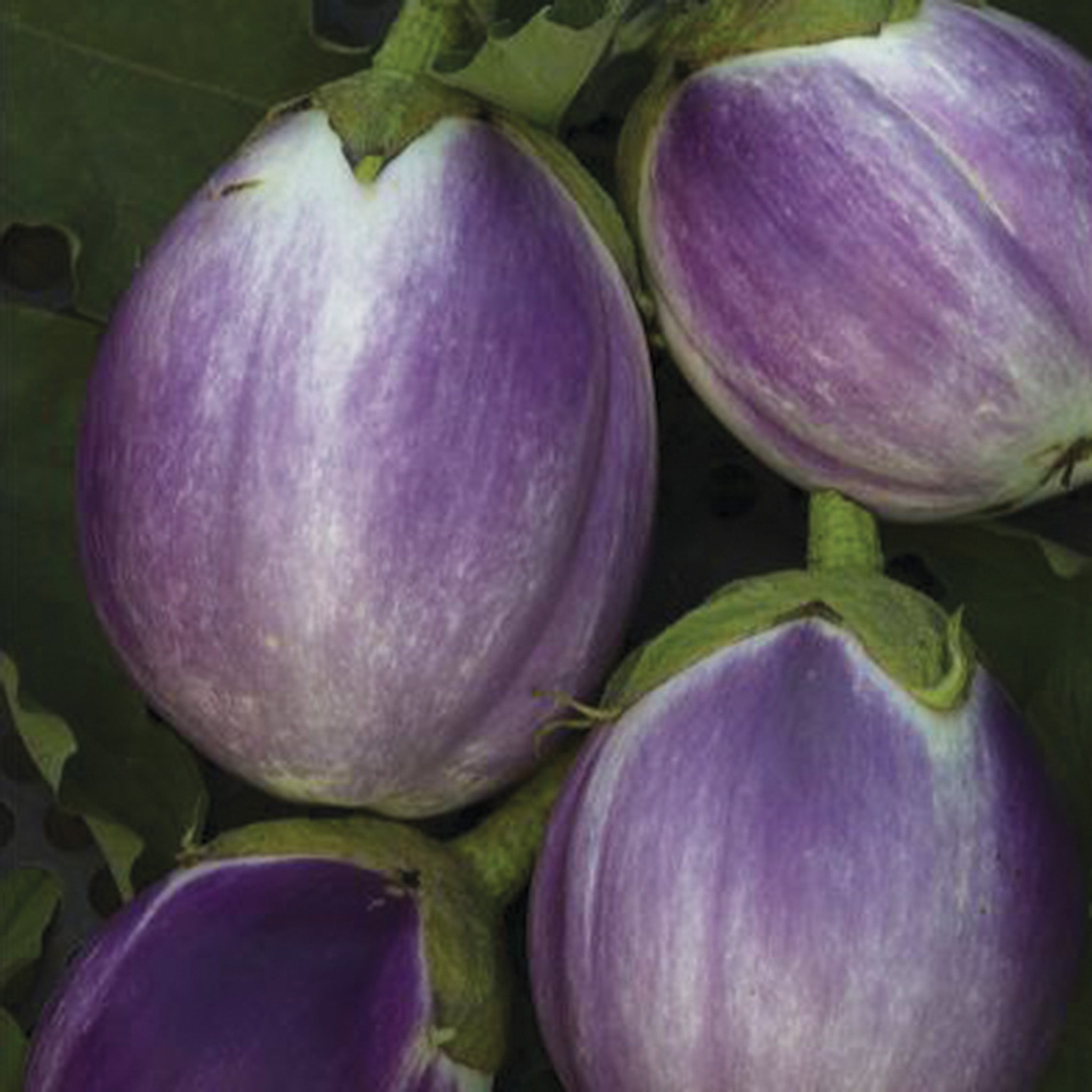 Eggplant, Rosa Bianca