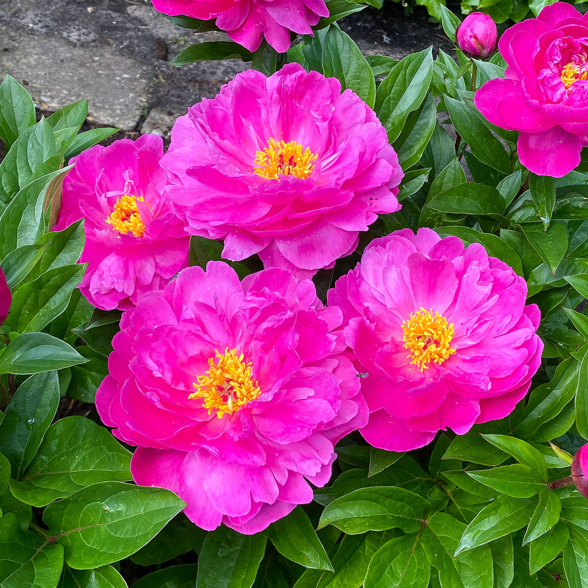 Peony, Nice Gal