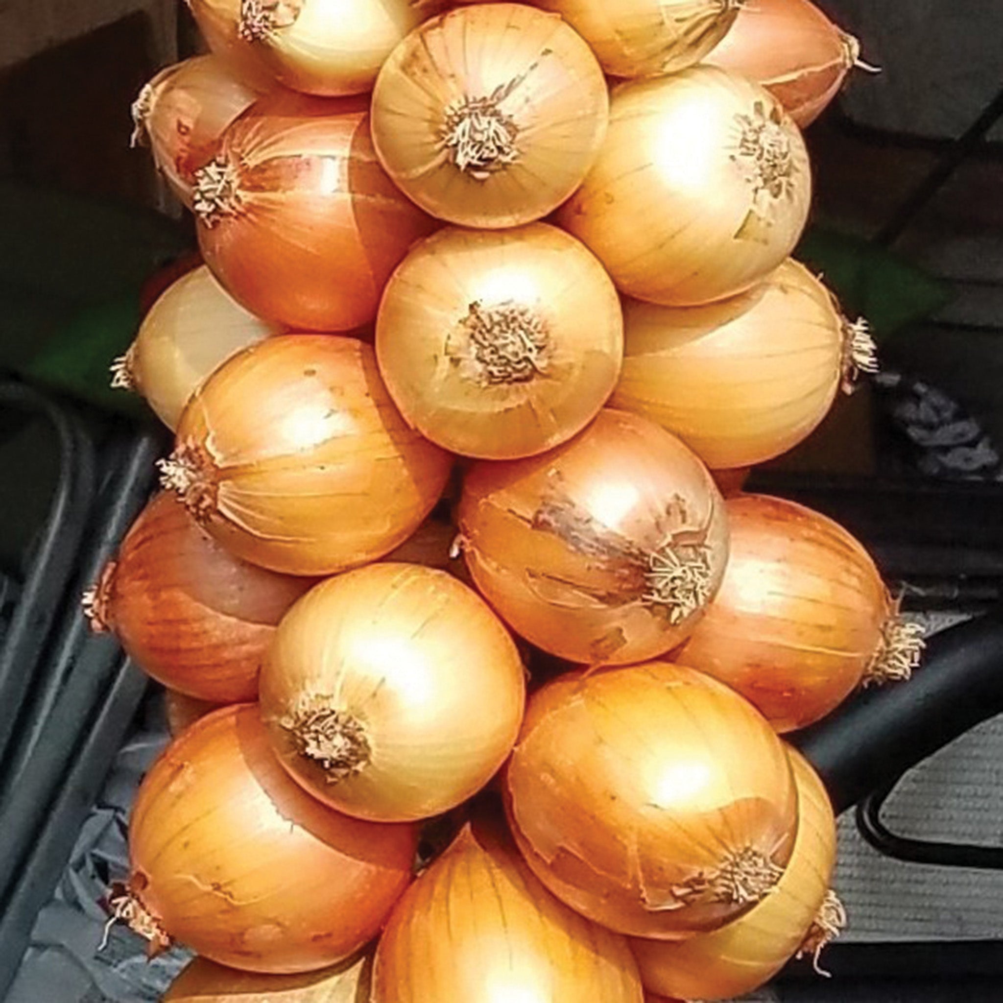 Onion, Yellow Sweet Spanish