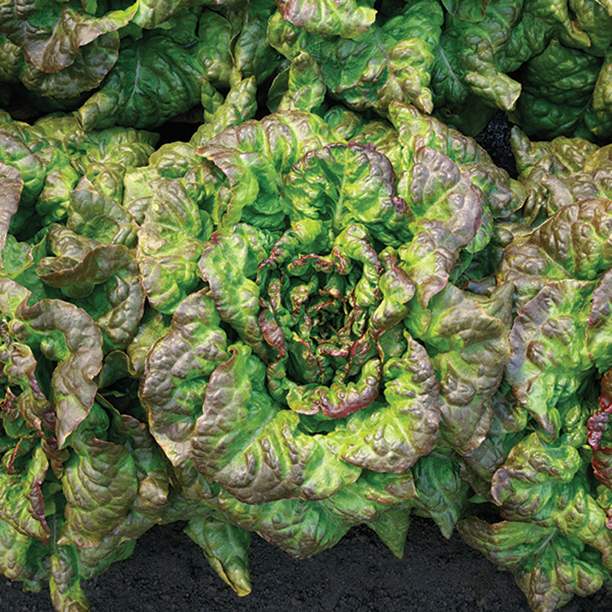 Lettuce, Red Tide