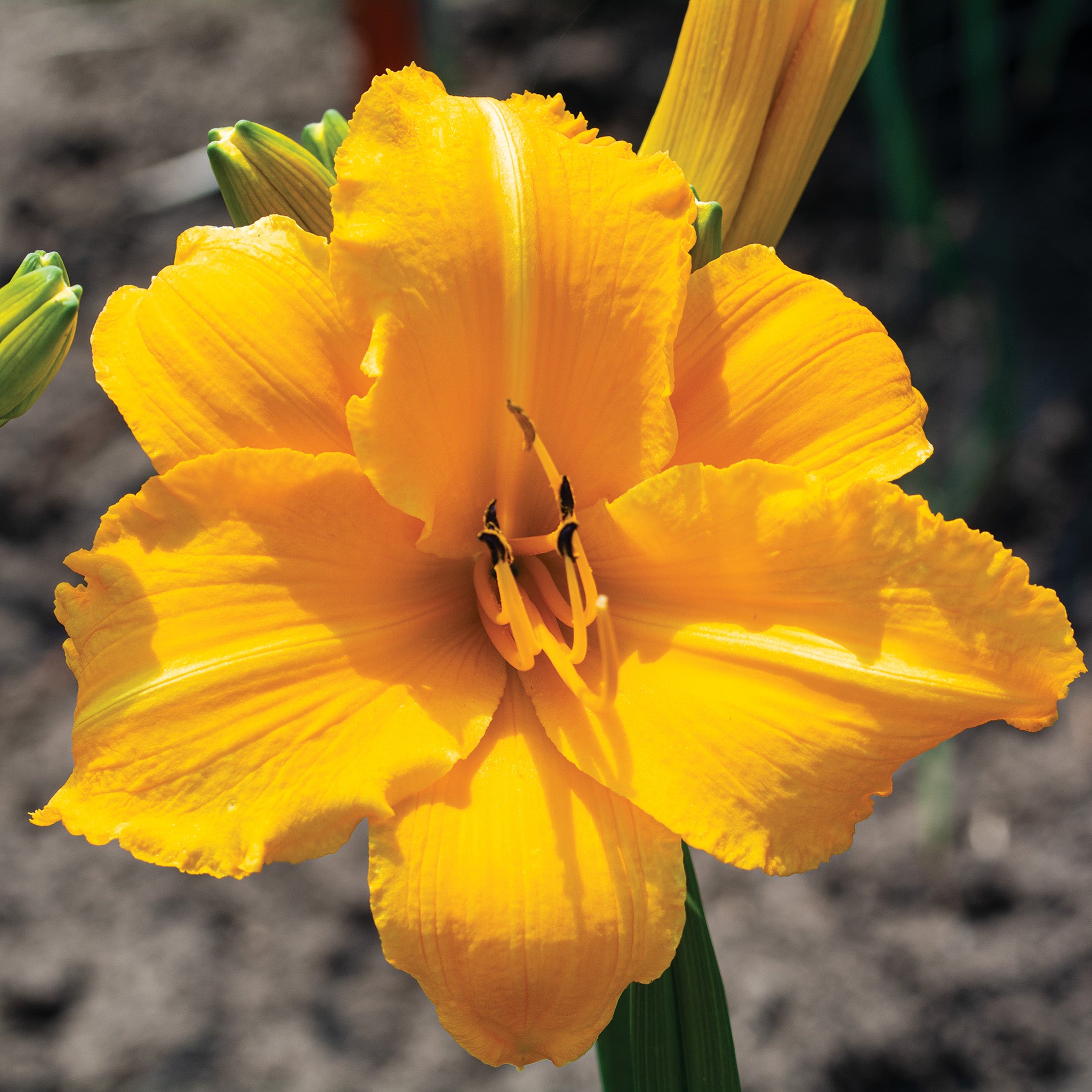 Daylily, Mary's Gold