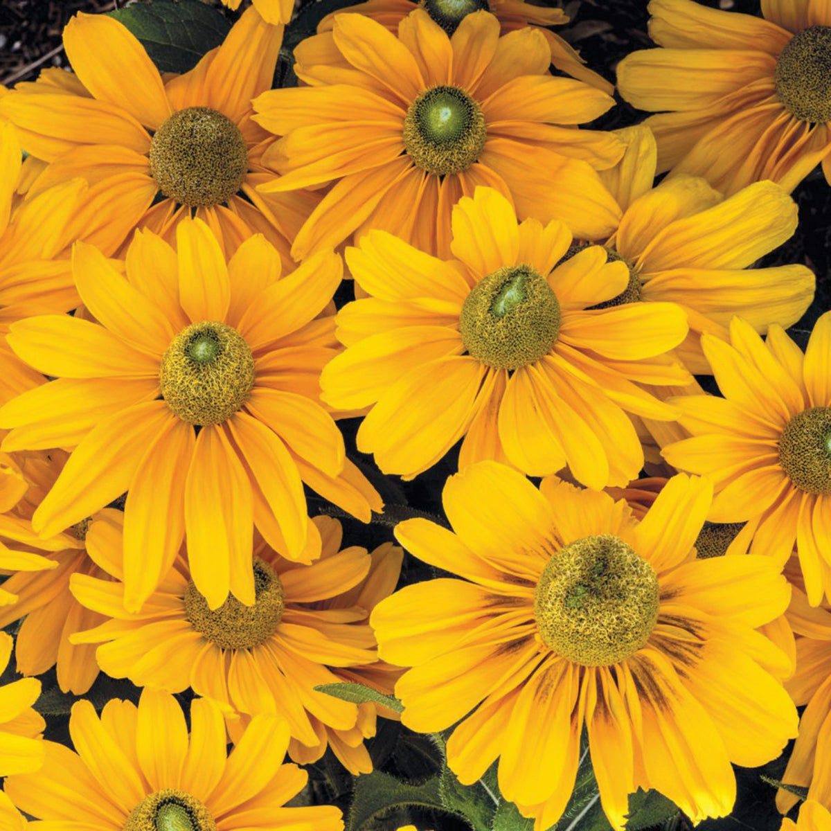 Rudbeckia, Amarillo Gold