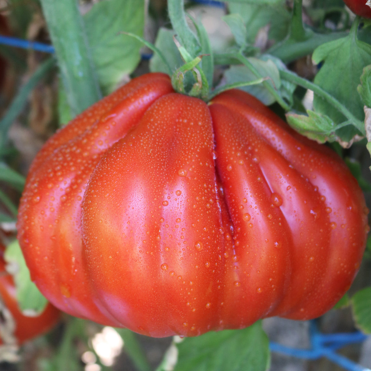 Tomato, Palpatation Hybrid