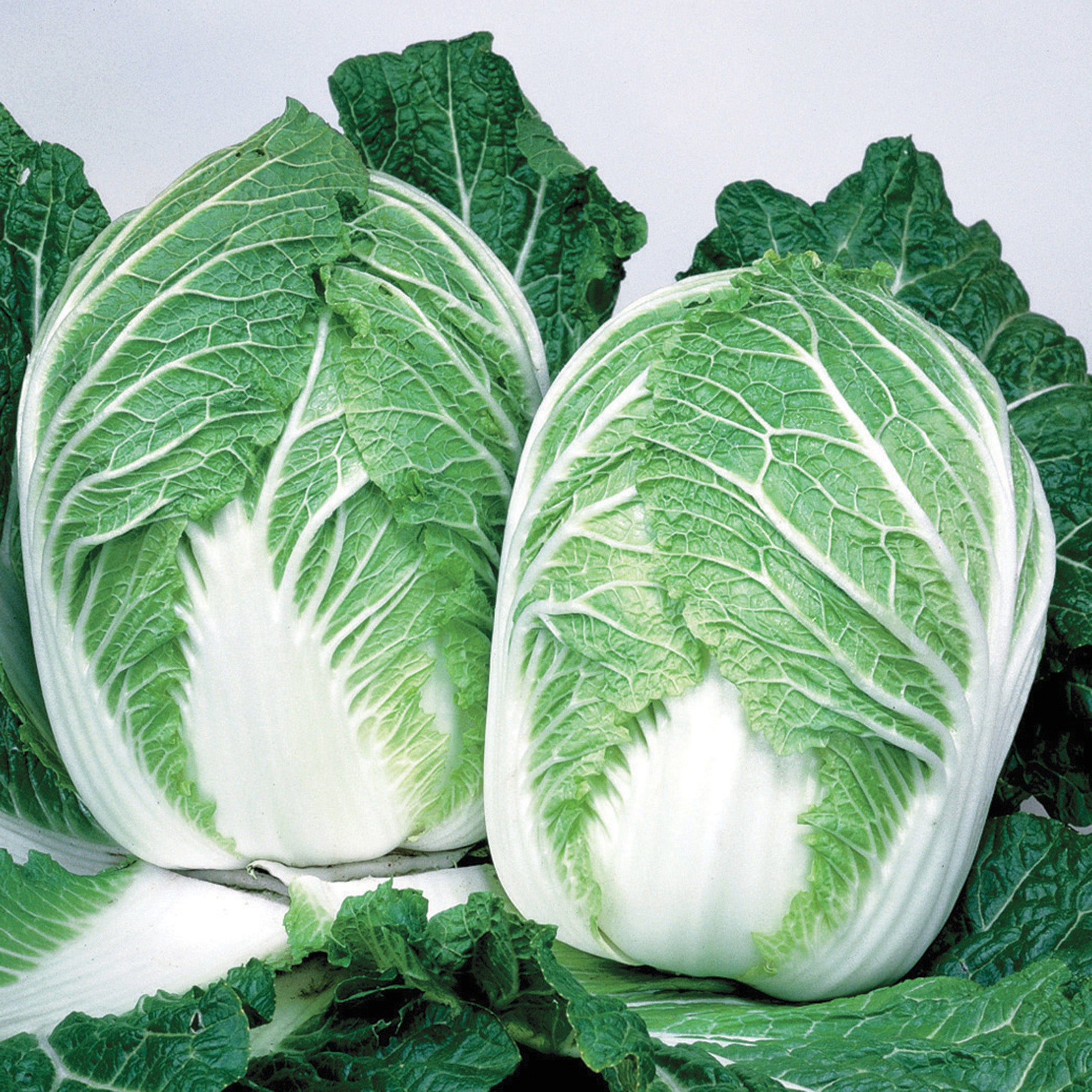 Chinese Cabbage, China Express Hybrid