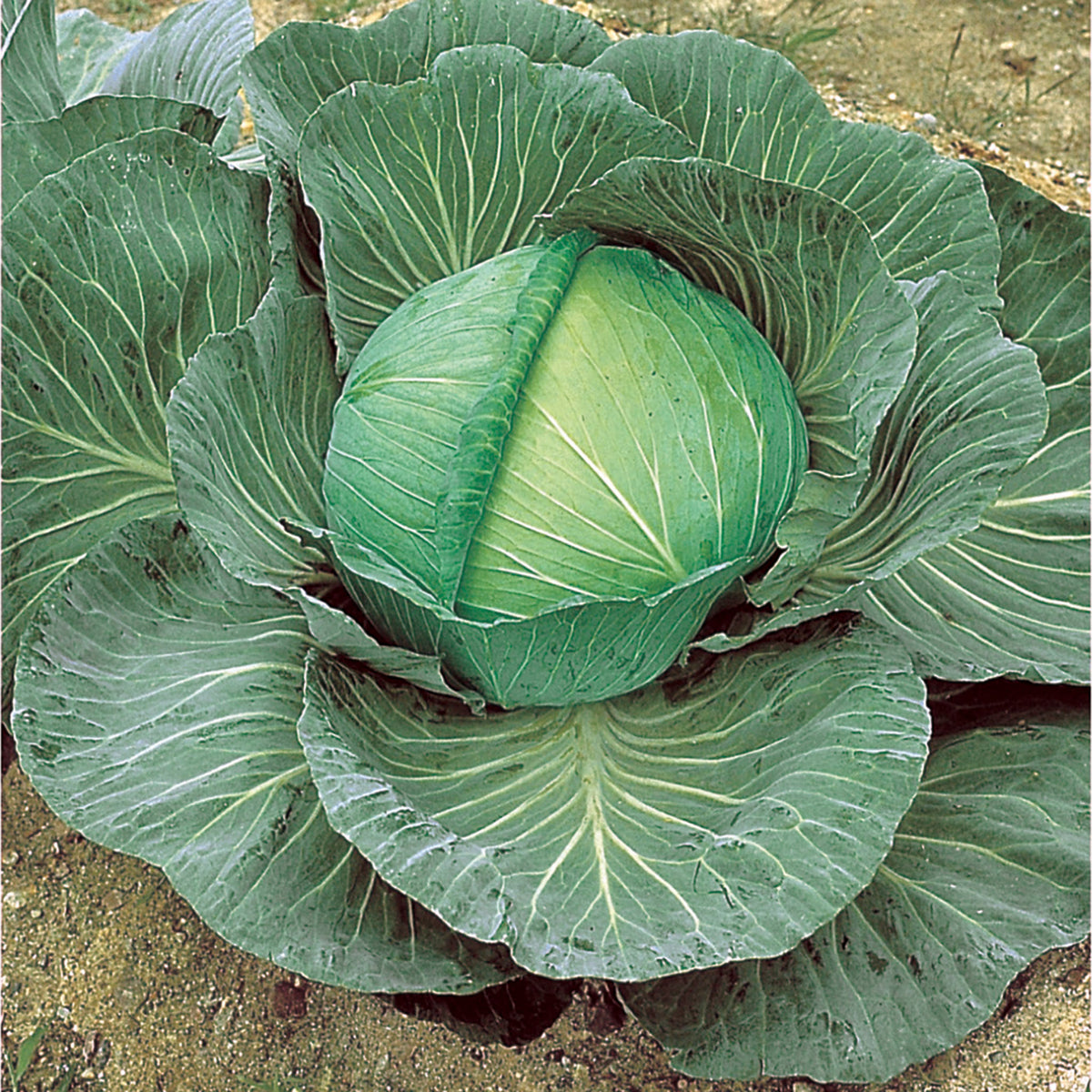 Cabbage, O-S Cross Improved Hybrid