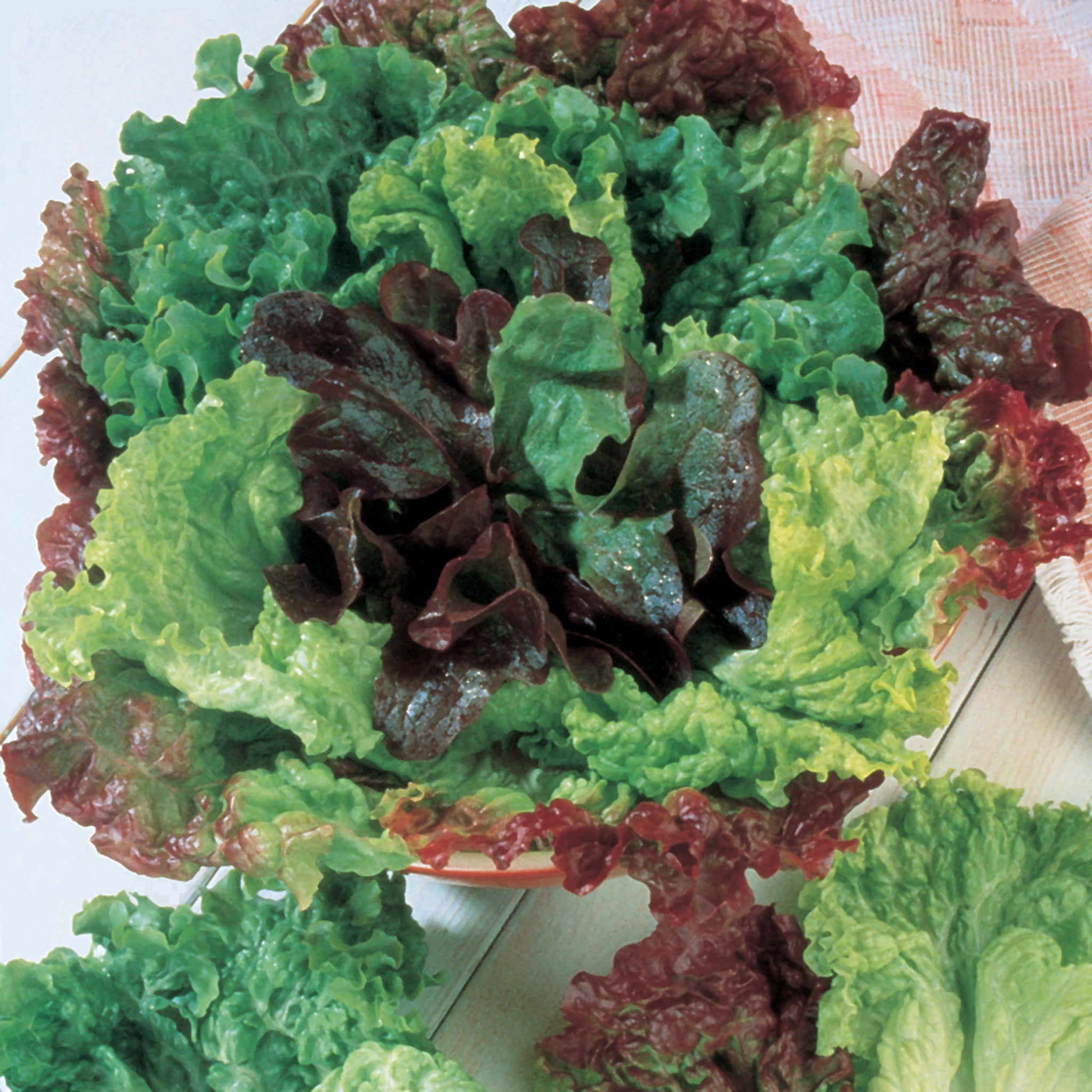 Lettuce, Bon Vivant Mesclun Blend