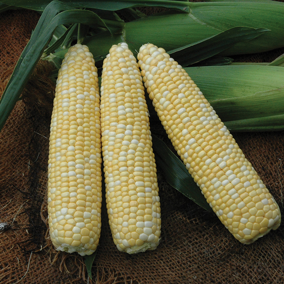 Sweet Corn, First Lady Xtra Tender Bicolor, Treated
