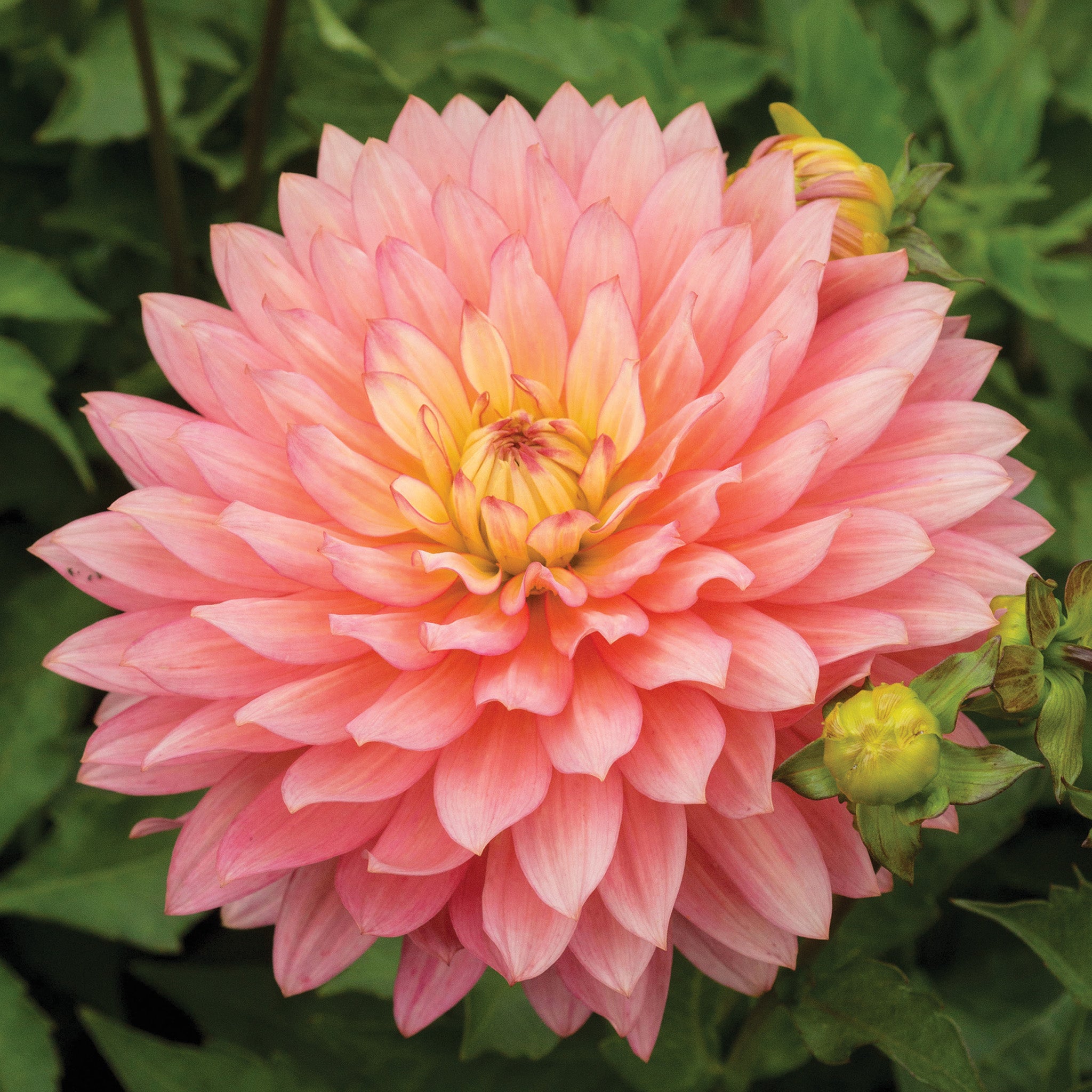 Dahlia, Extase