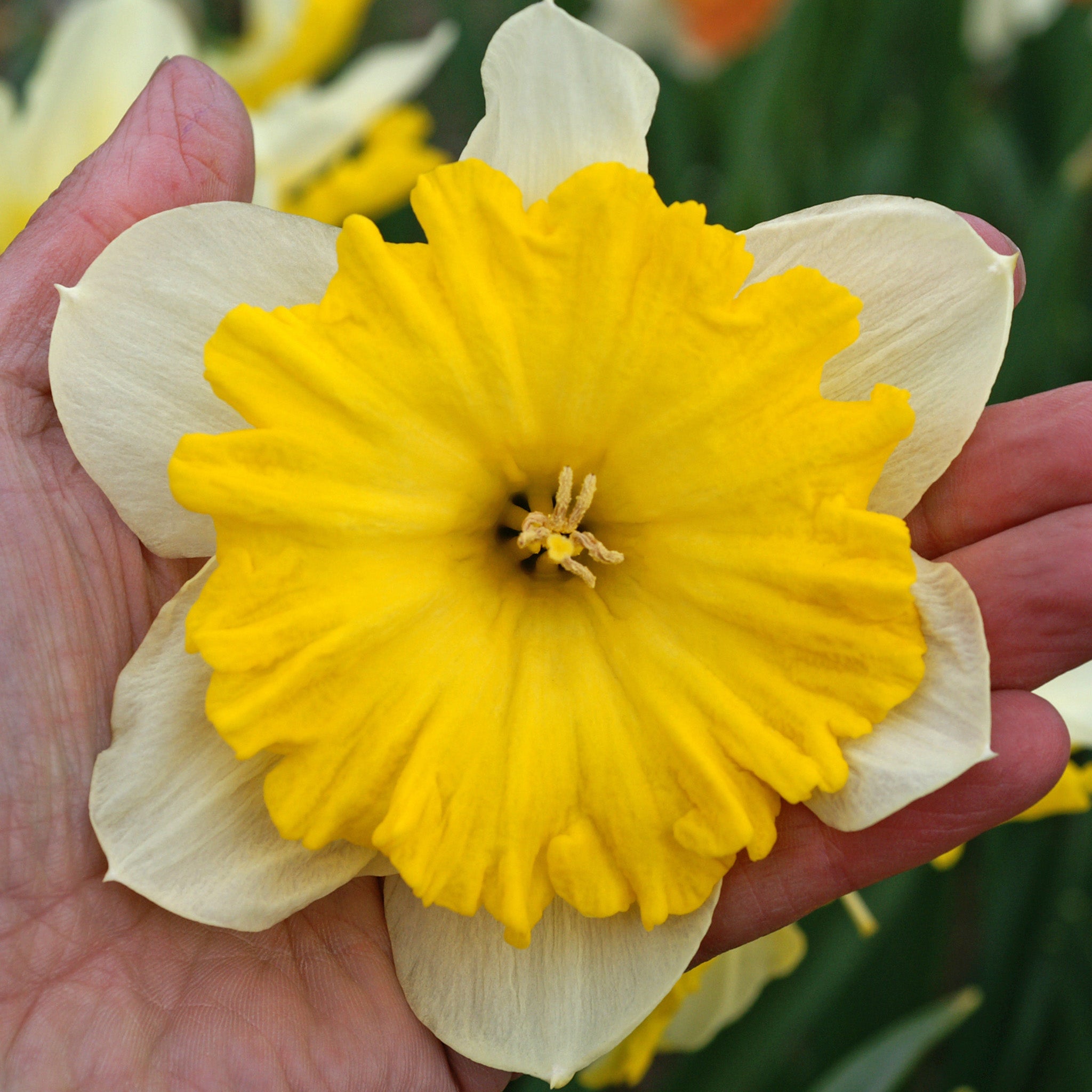 Daffodil, Dinnerplate, 10 Pack