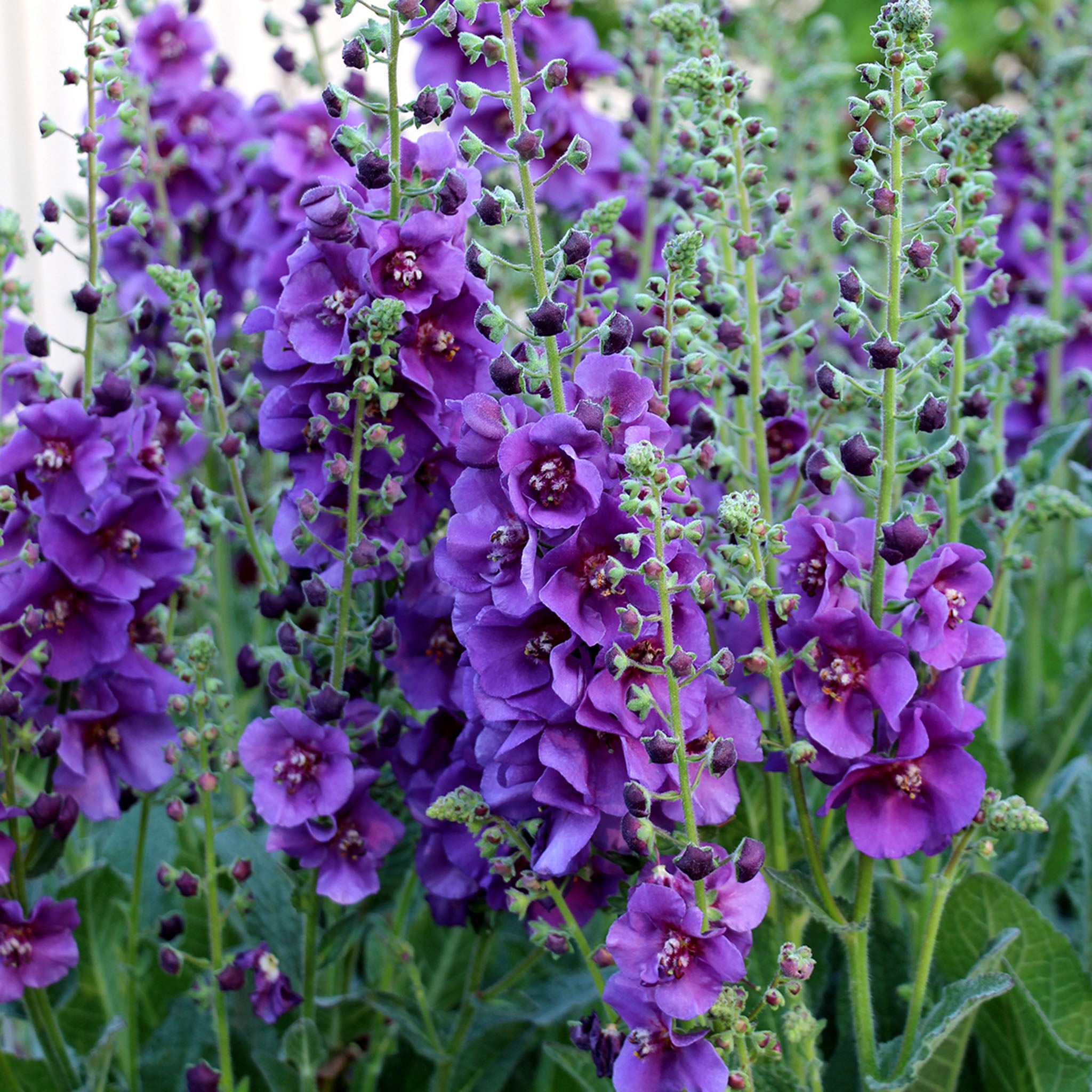 Verbascum, Plum Smokey
