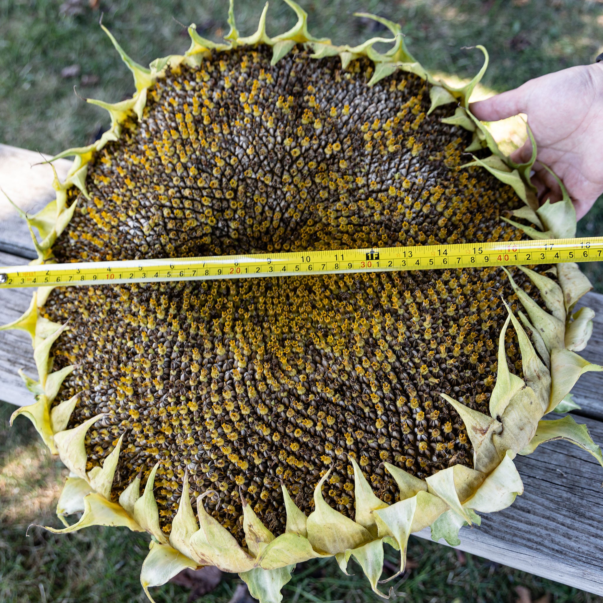 Sunflower, Large Grey Stripe