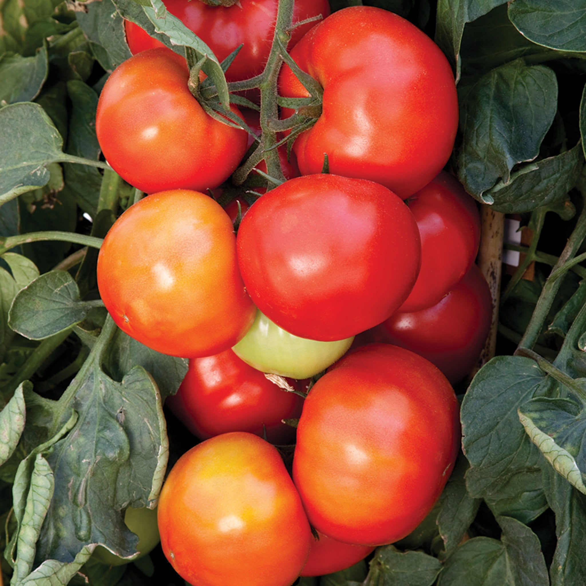 Tomato, Big League Hybrid.