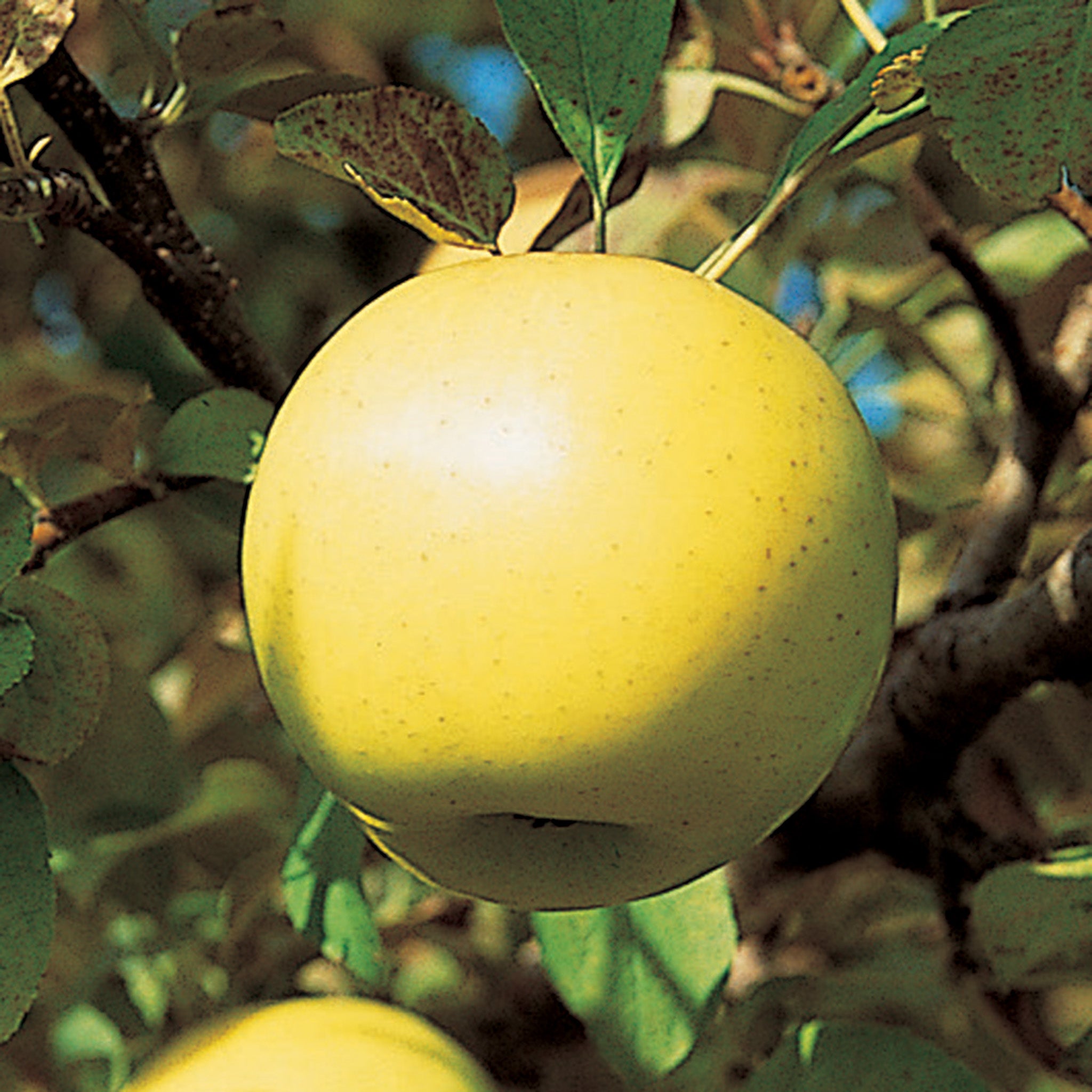 Apple, Dwarf, Honeygold