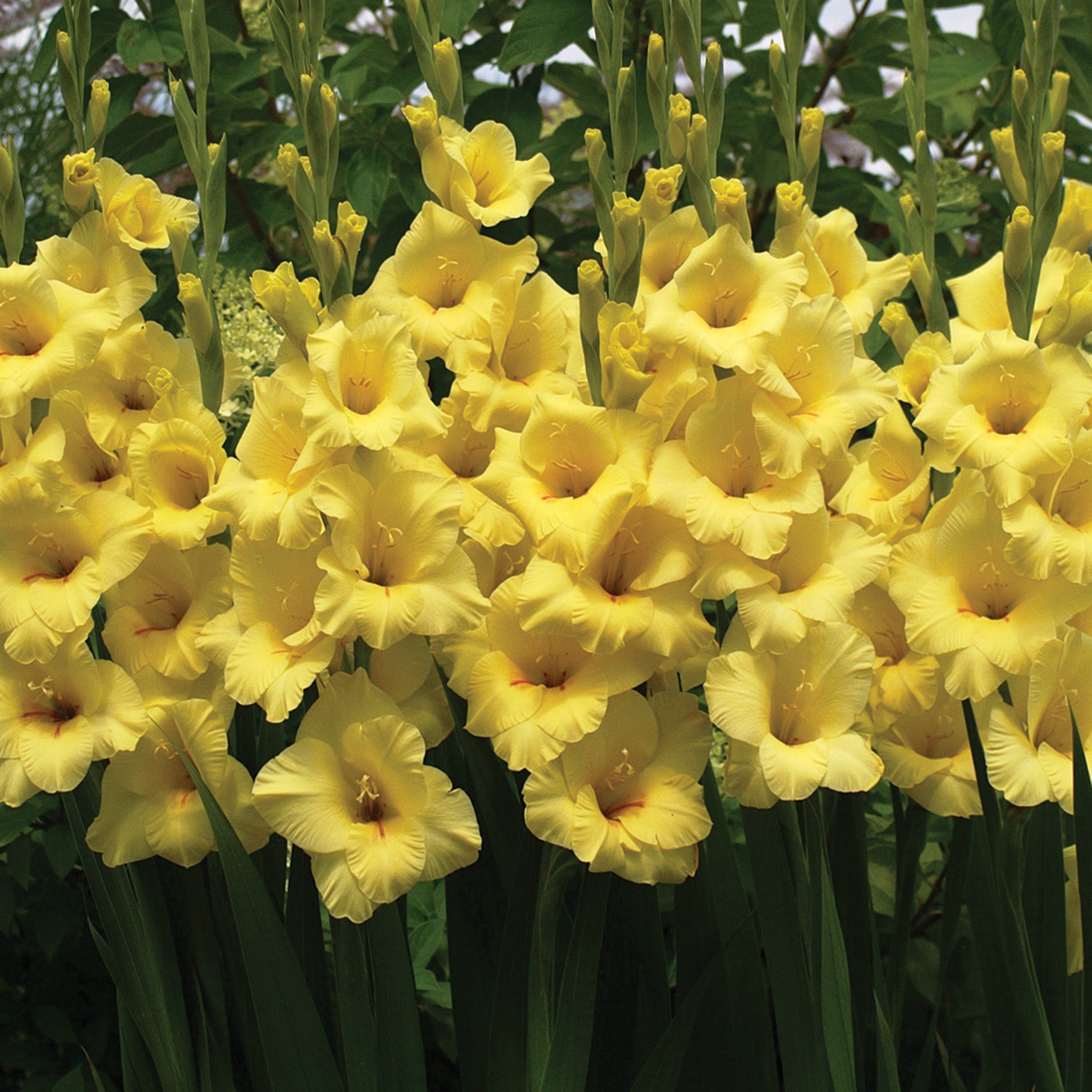 Gladiolus, Bananarama, Pack of 5