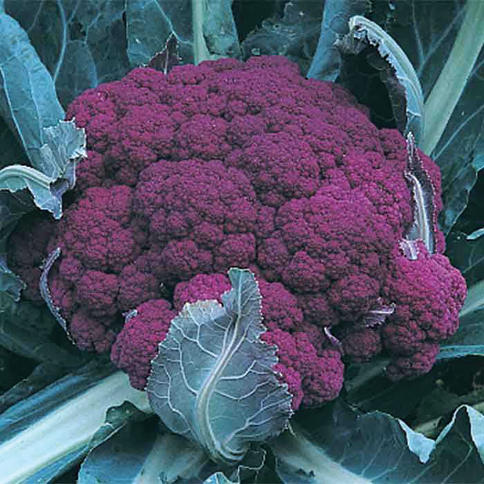 Cauliflower, Graffiti Hybrid