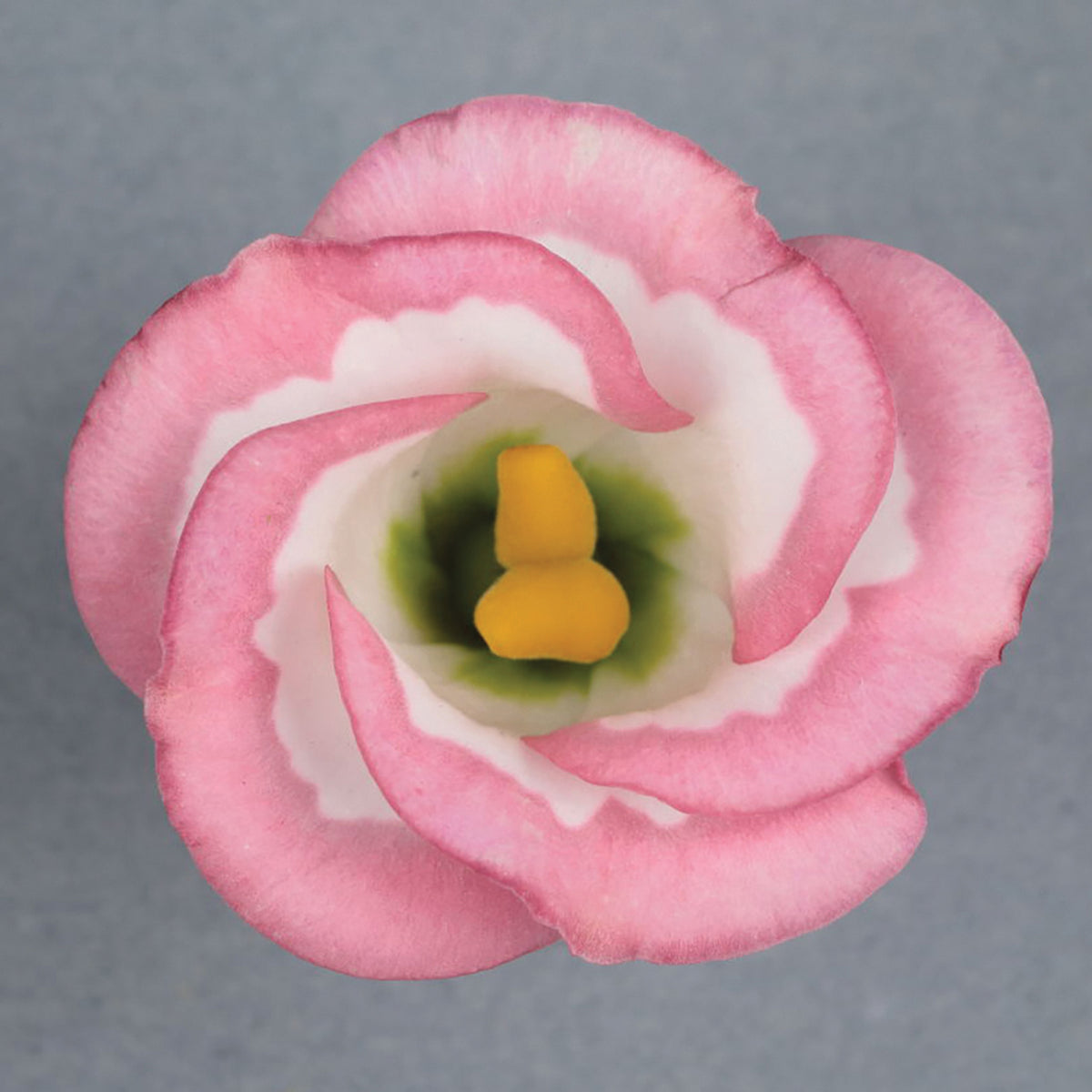 Lisianthus, Solo Pink Picotee Hybrid
